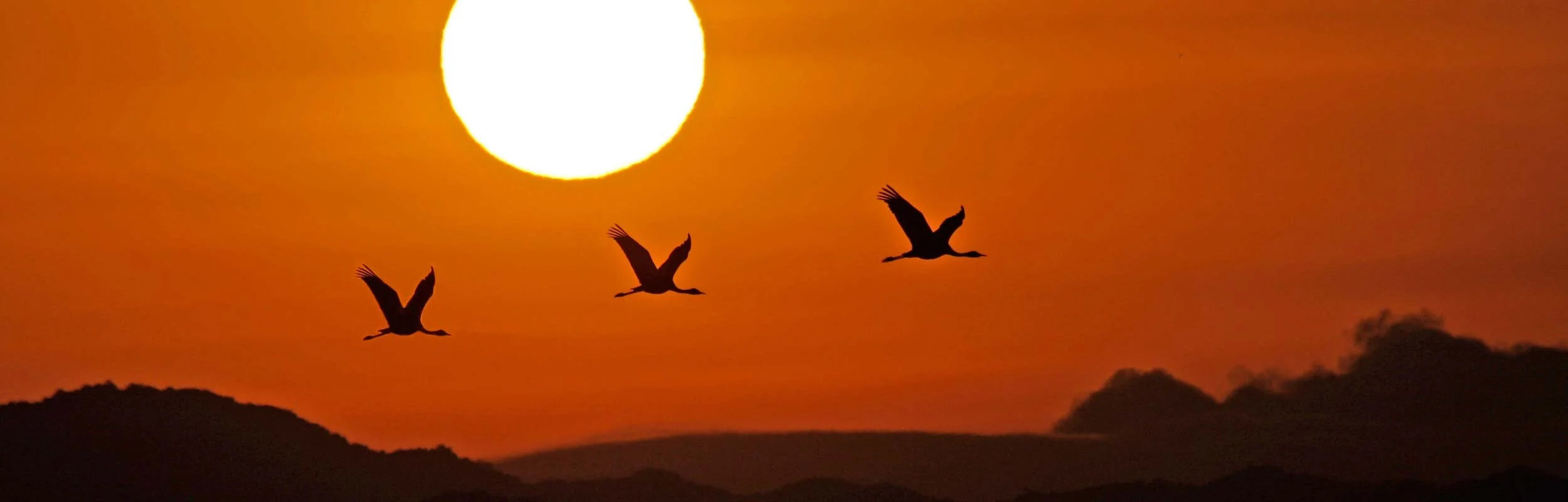 Cranes-at-sunrise-PM-Birdquest-web.jpg