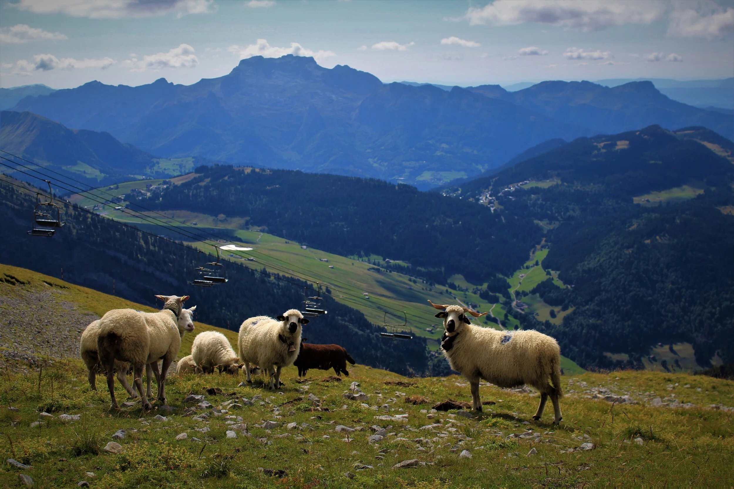 The Sheep or Me?