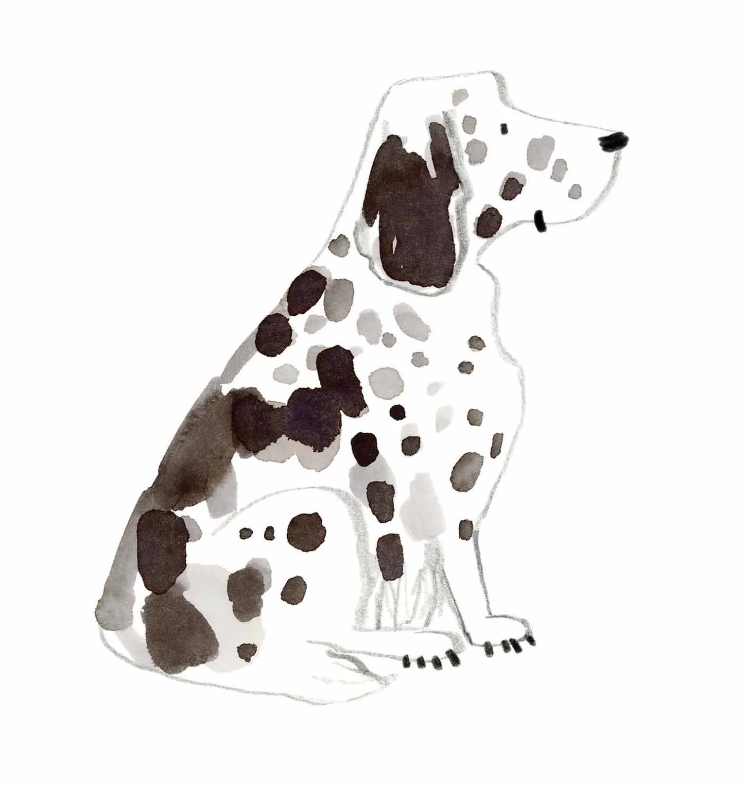English Setter 1 Original.jpg