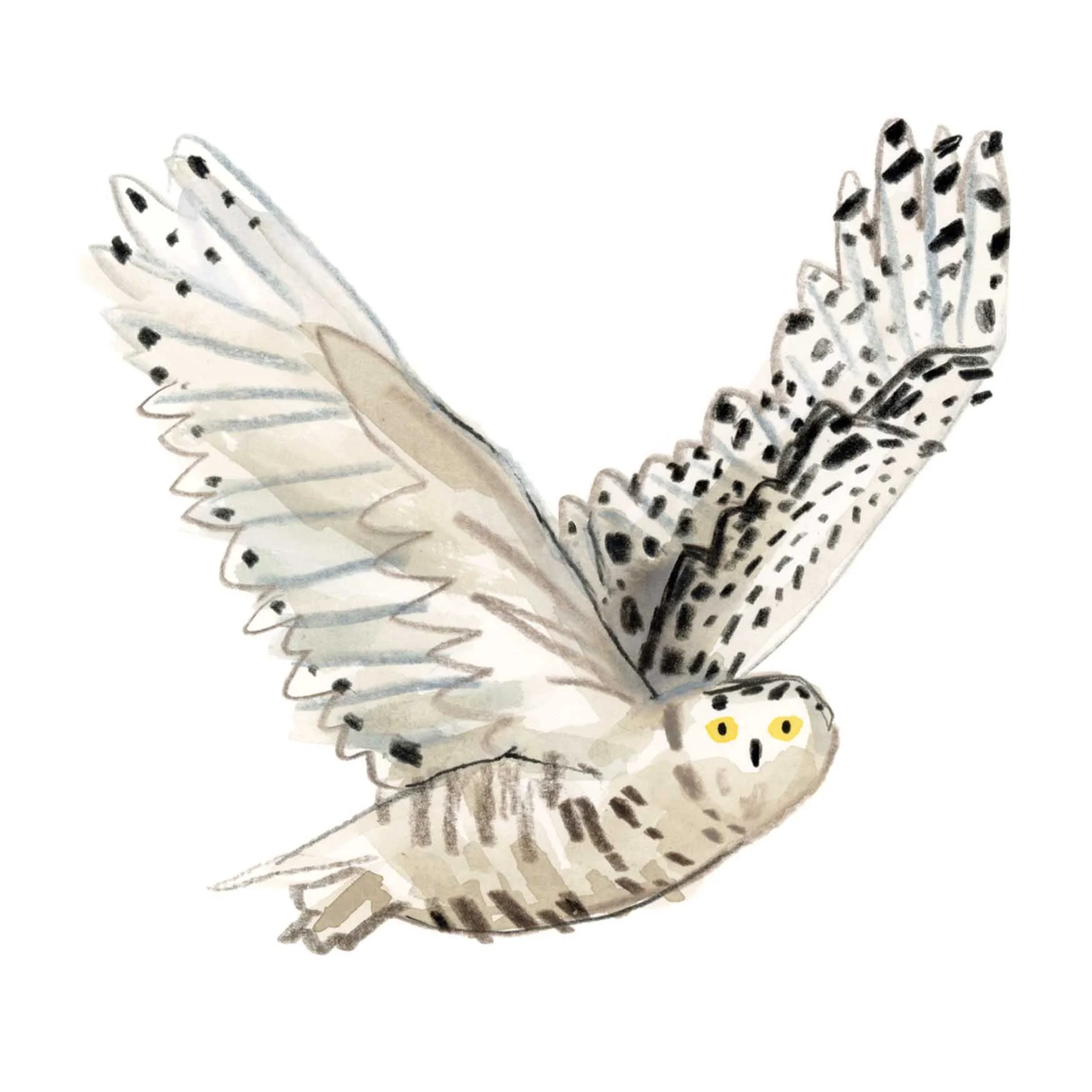 Snowy Owl Print.jpg