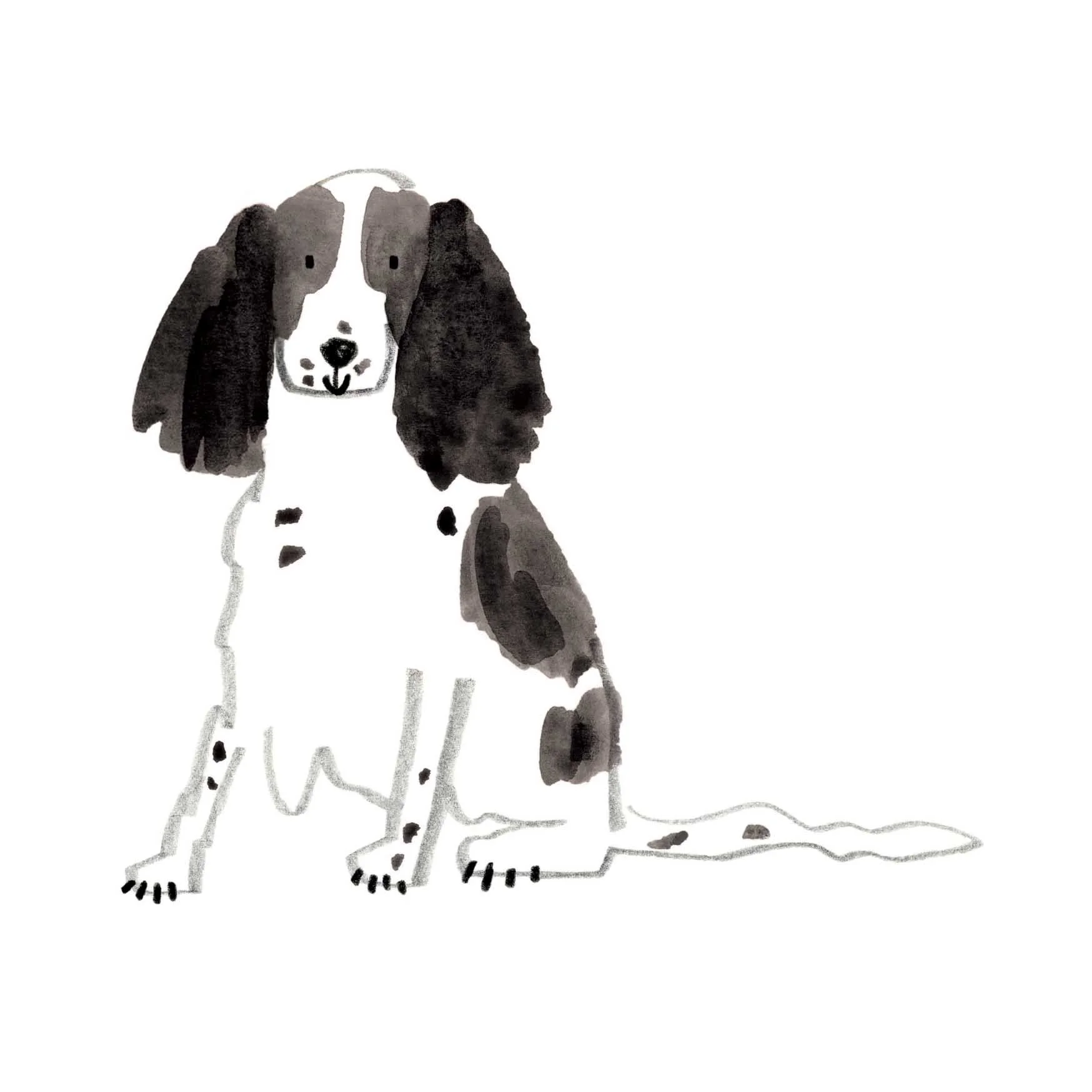 Springer Spaniel Print 2 online.jpg