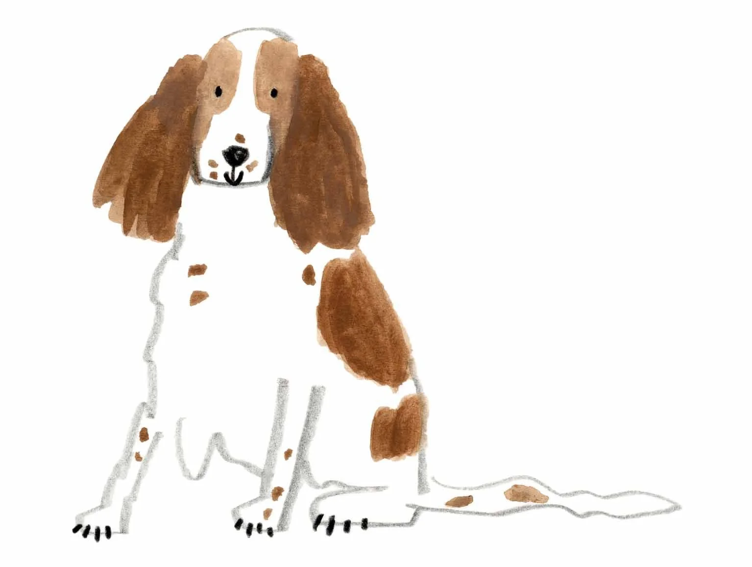 Springer Spaniel original 1 online.jpg