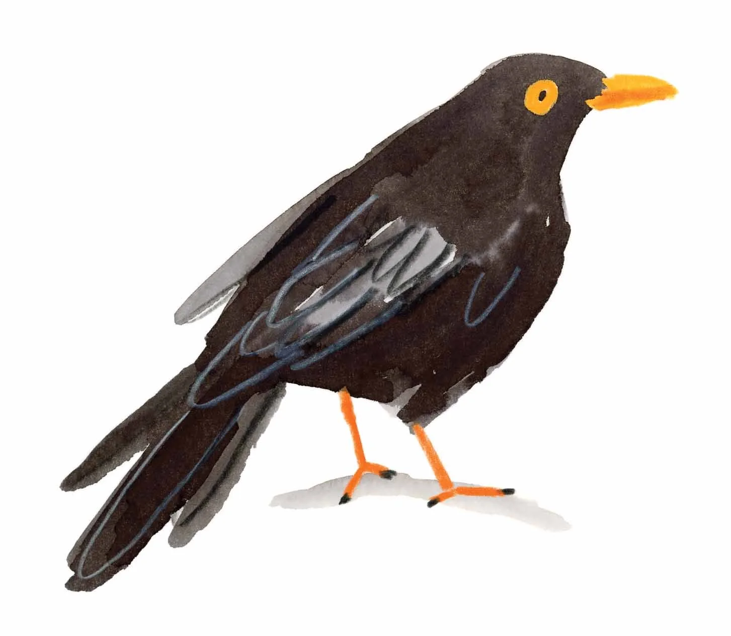 Blackbird Original 9 online.jpg
