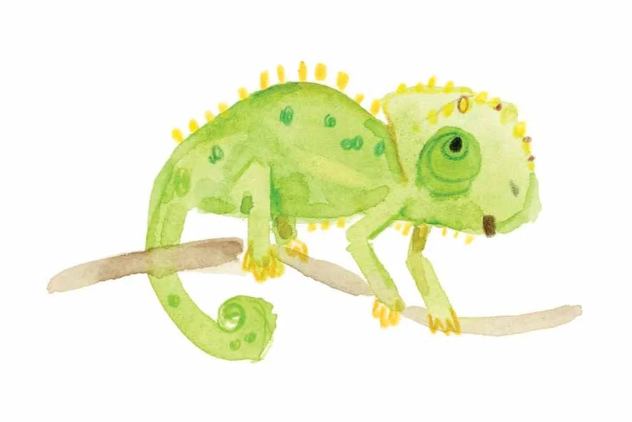 Chameleon 5 online.jpg