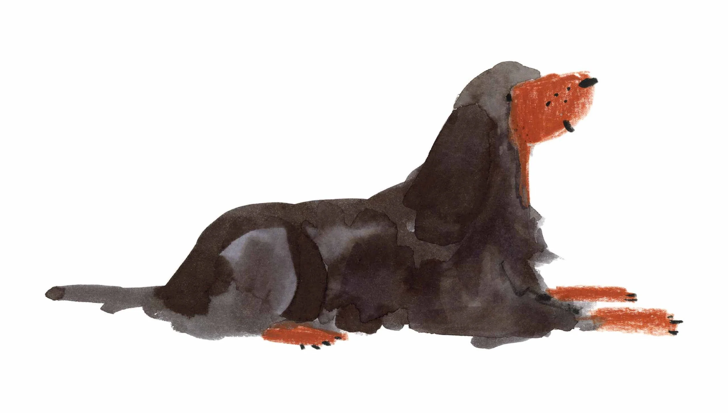 Gordon Setter 8 online.jpg