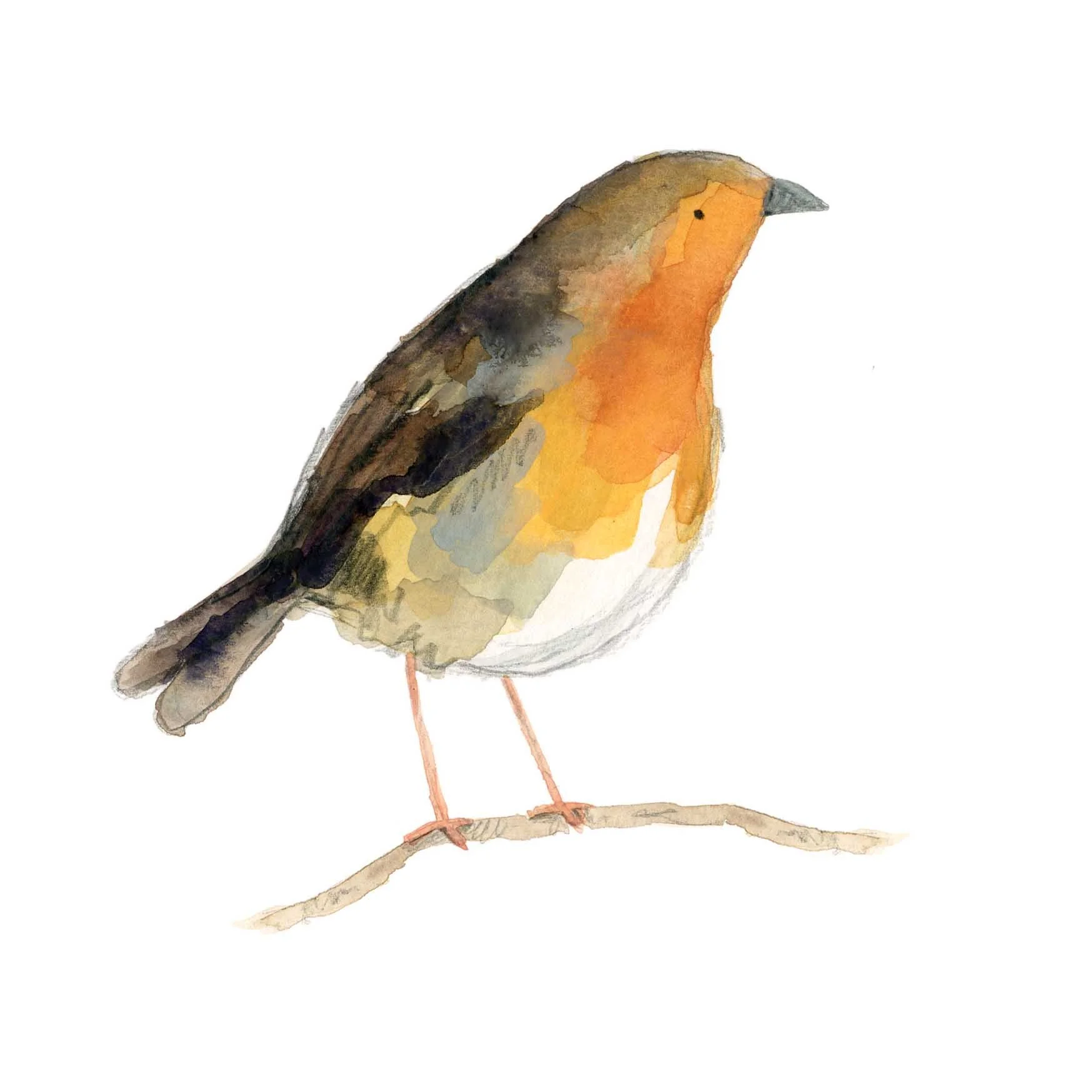 Robin print online.jpg