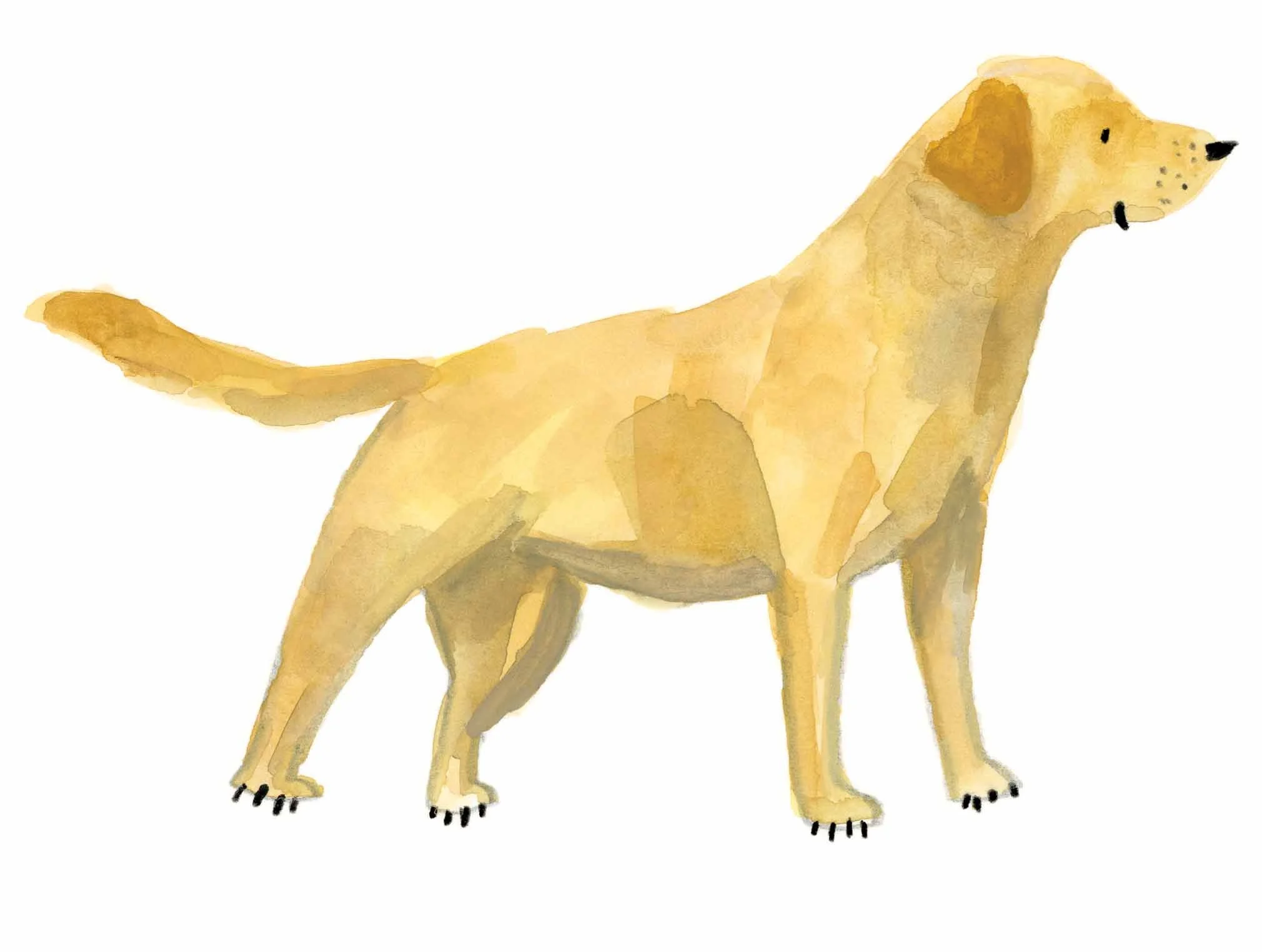 yellow lab 1 online original.jpg