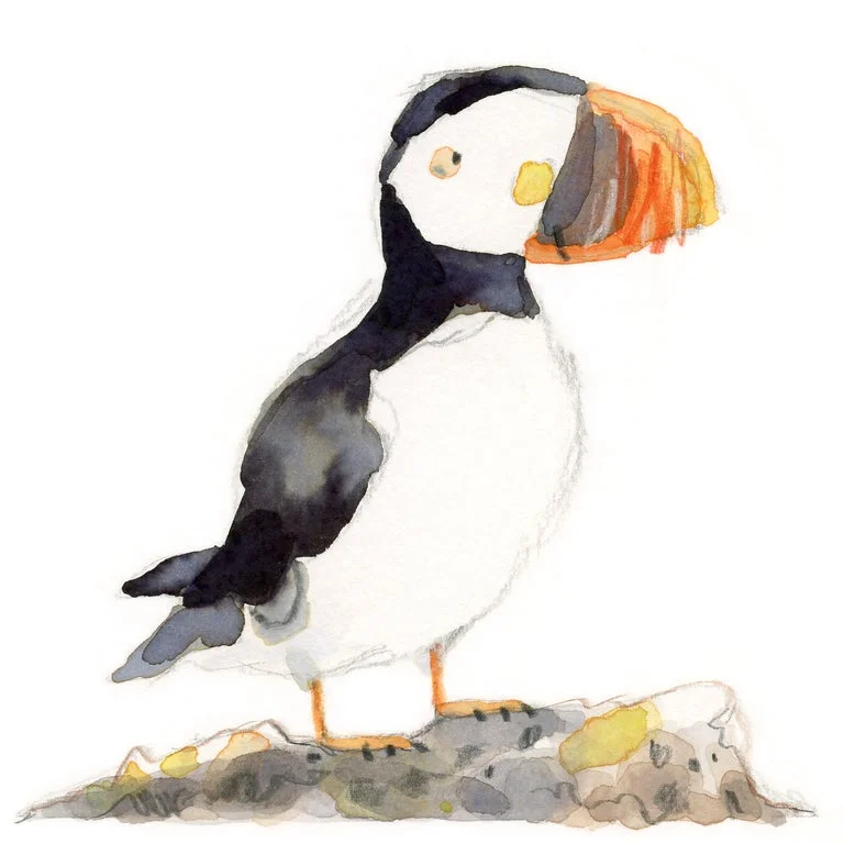 G+O_Neill+Rathlin+Island+Puffin+_for+web_.jpg