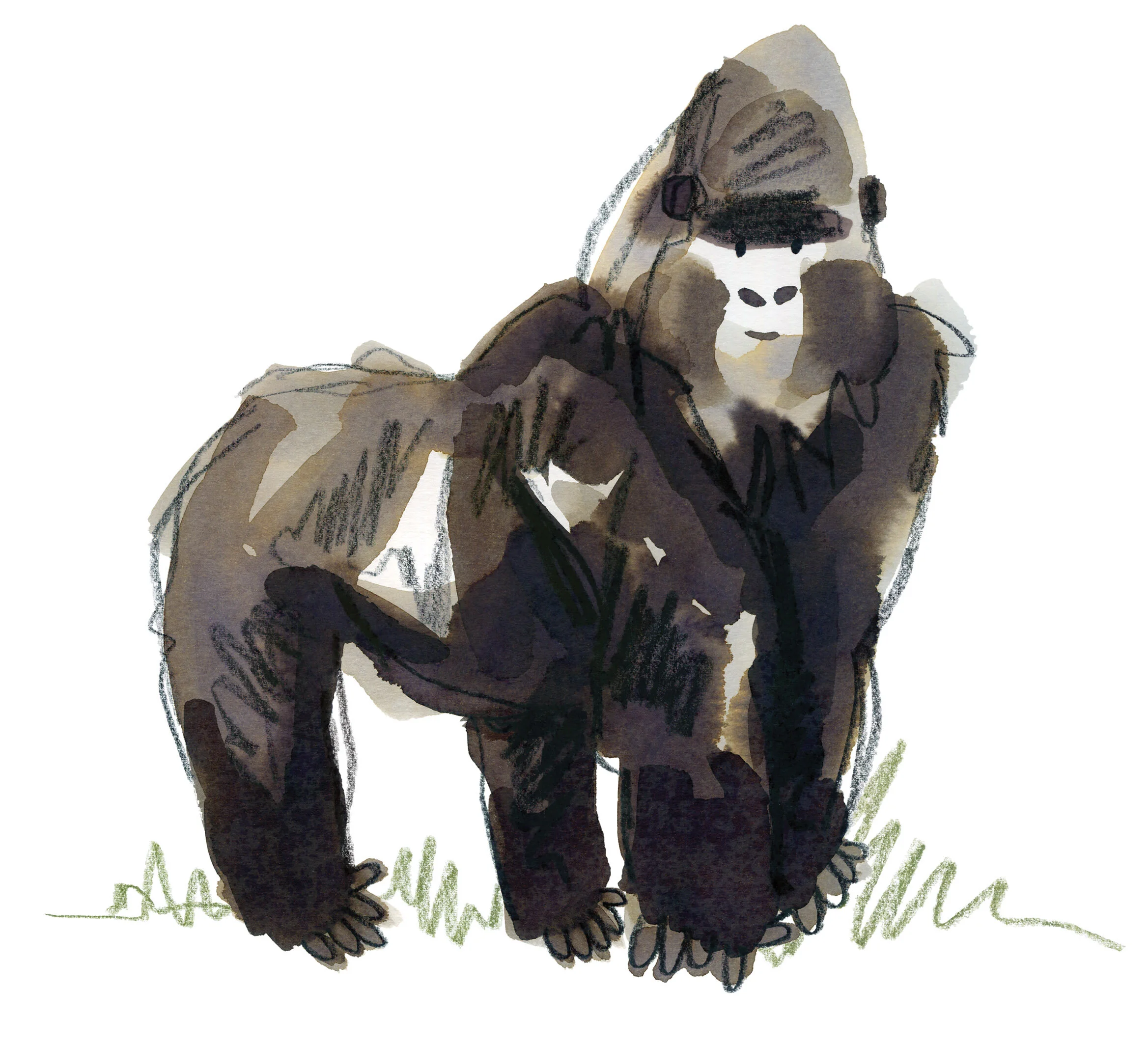 Plain Gorilla Online.jpg