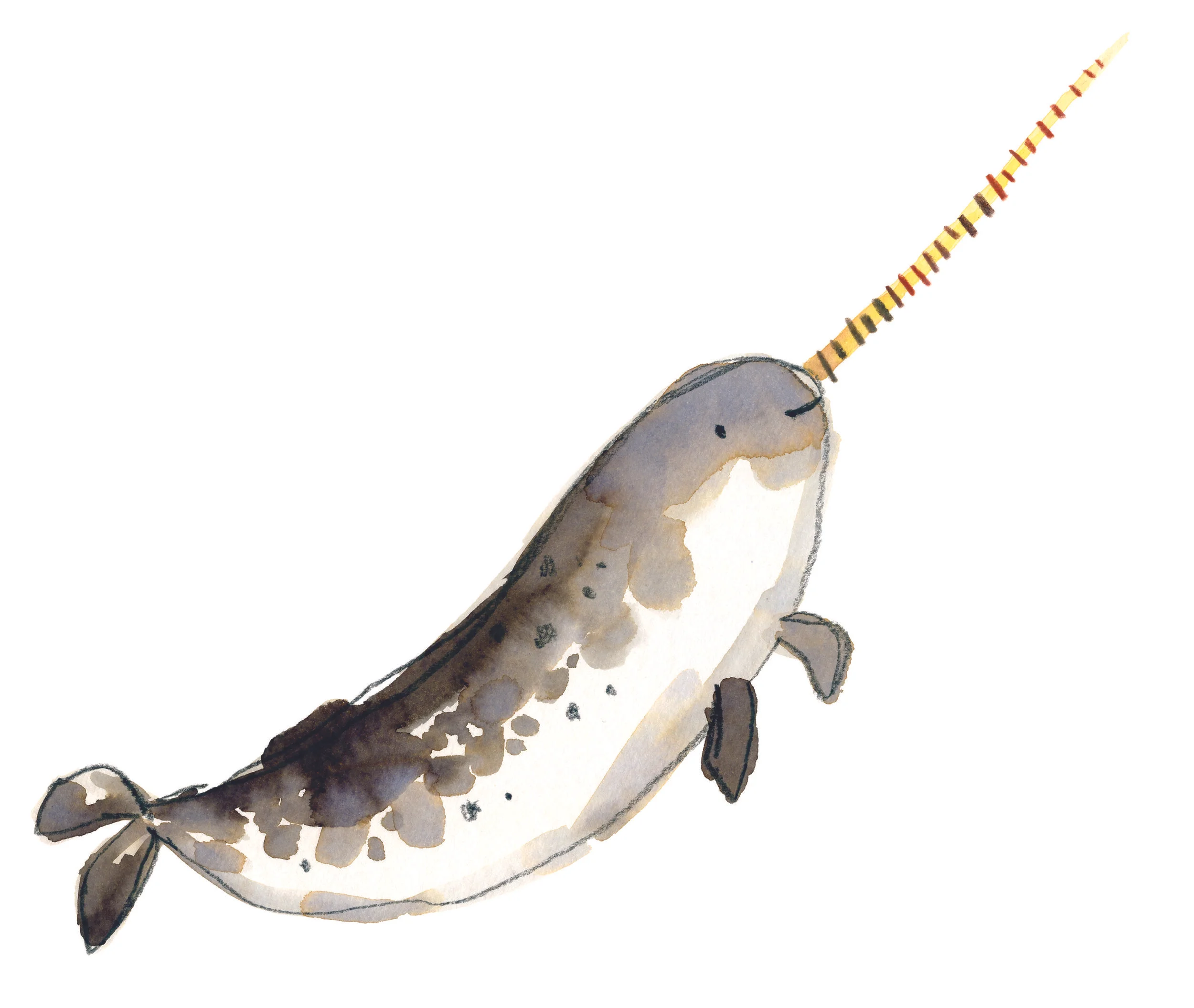 Plain Narwhal Online.jpg