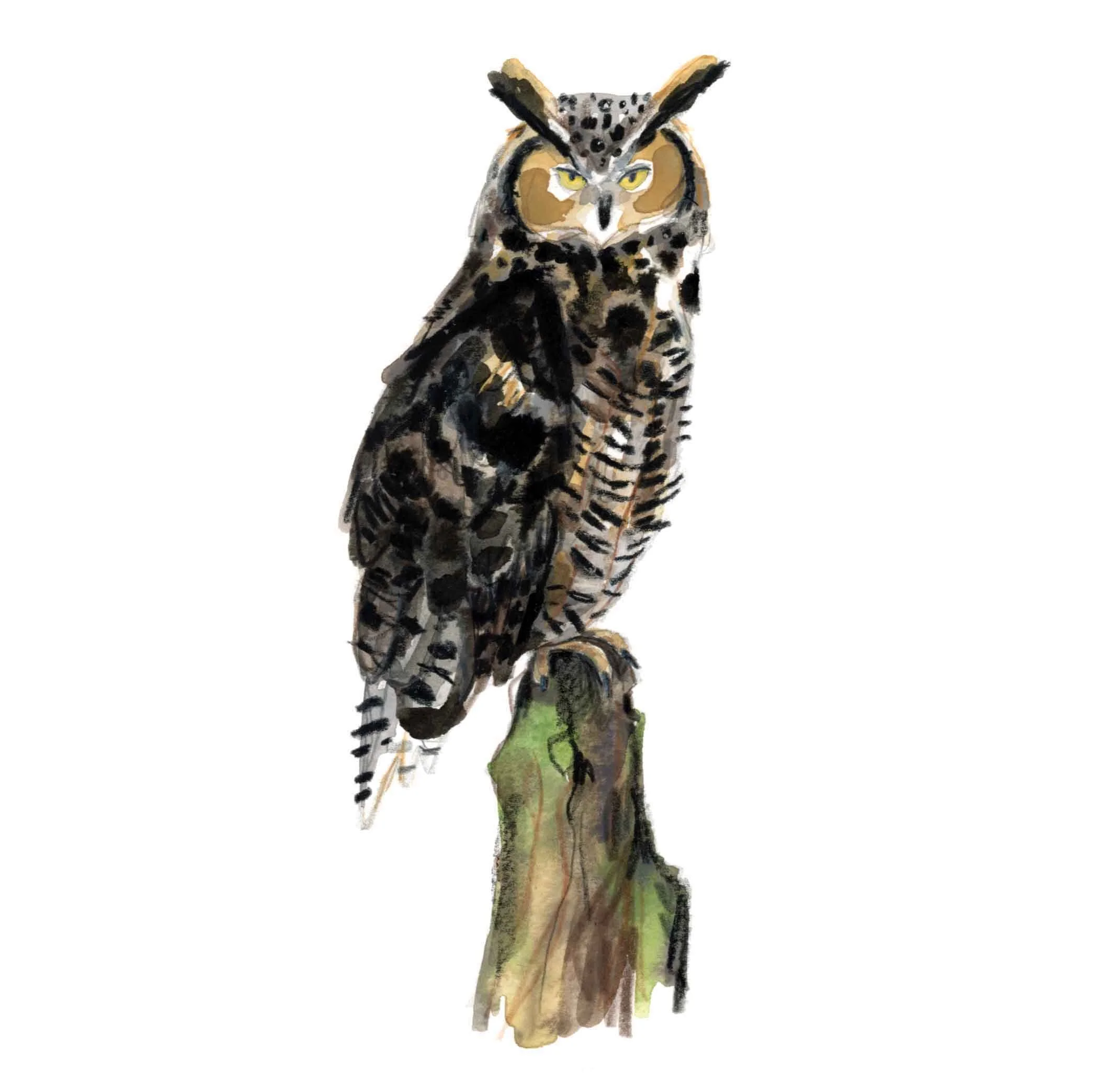 long-eared owl website.jpg