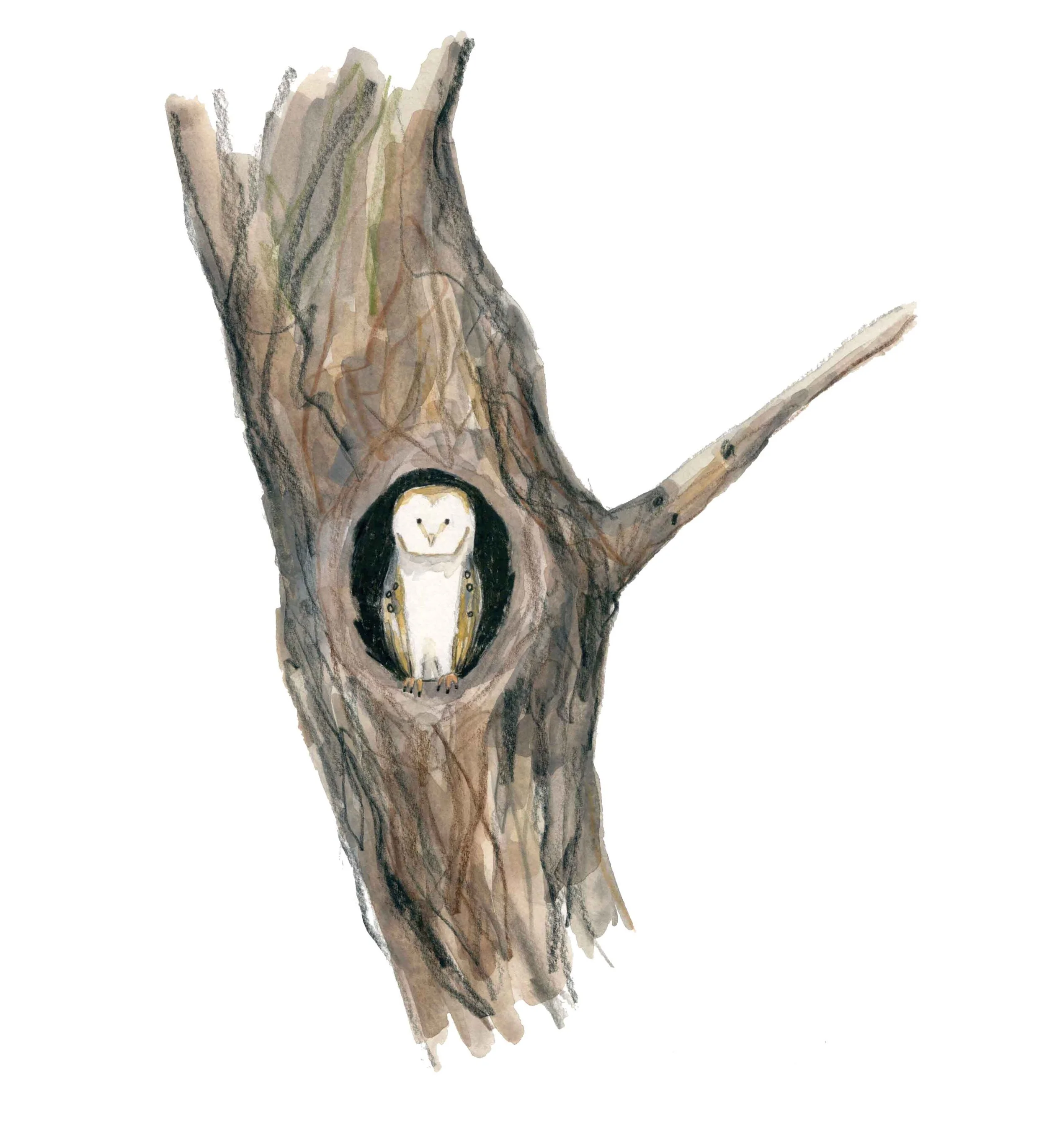 Barn Owl website.jpg
