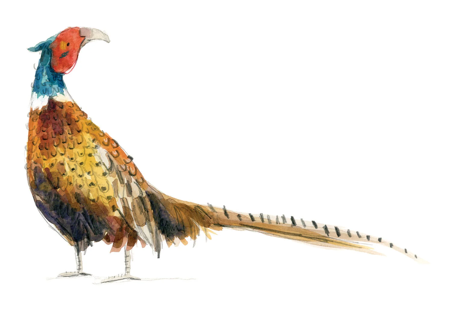 A5+Pheasant+Print+online-1.jpg