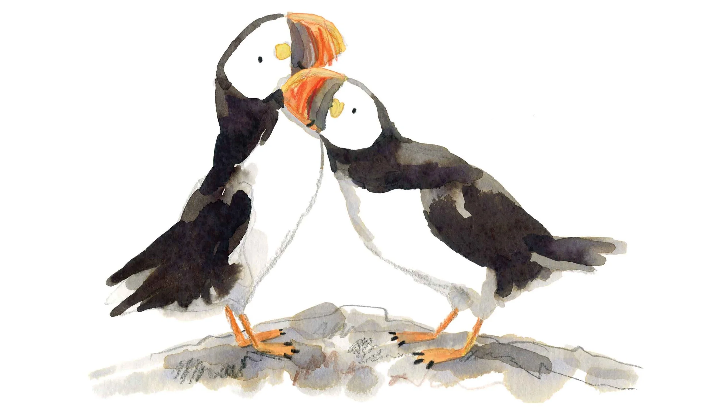 Puffins online.jpg