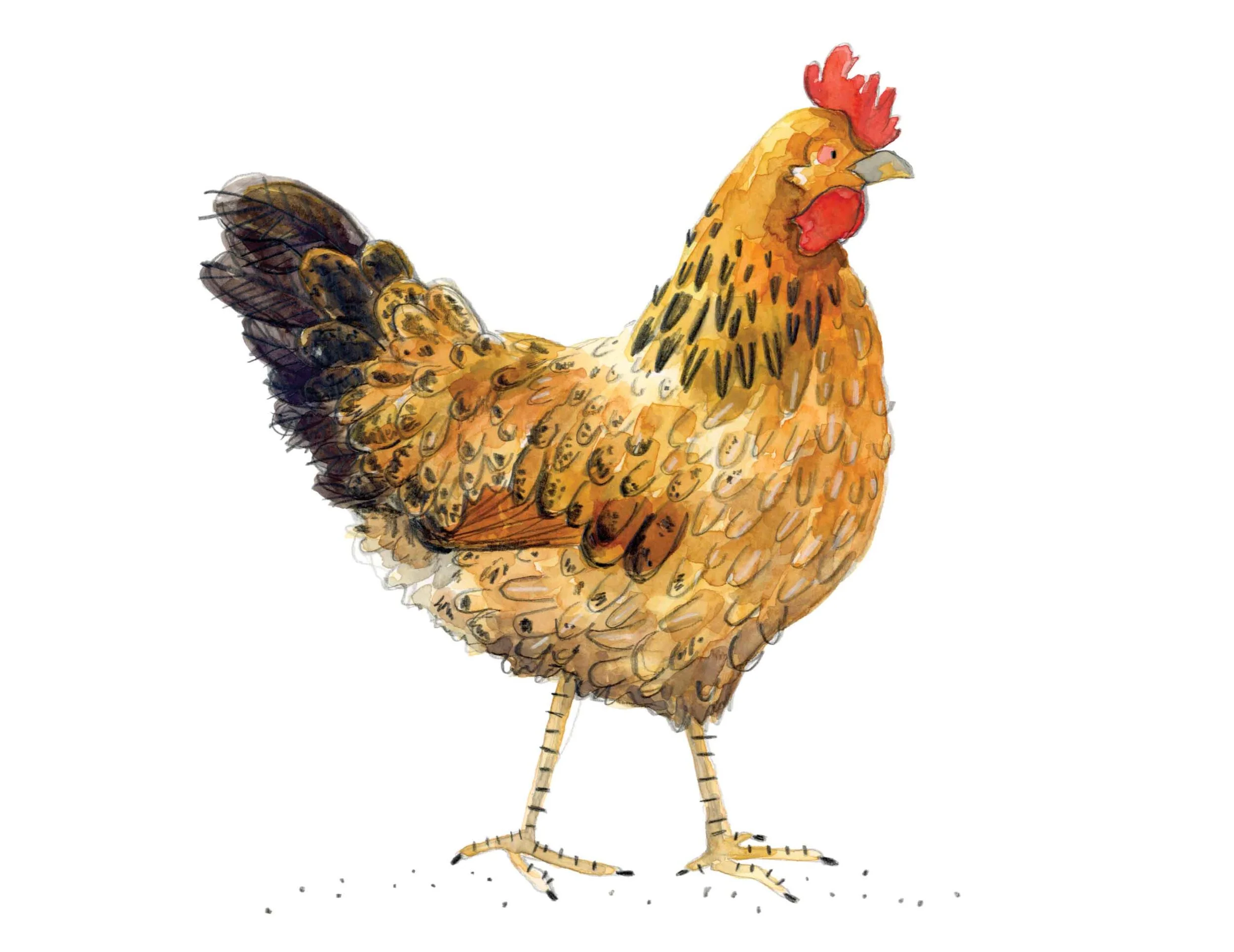 mother hen plaon]] online.jpg