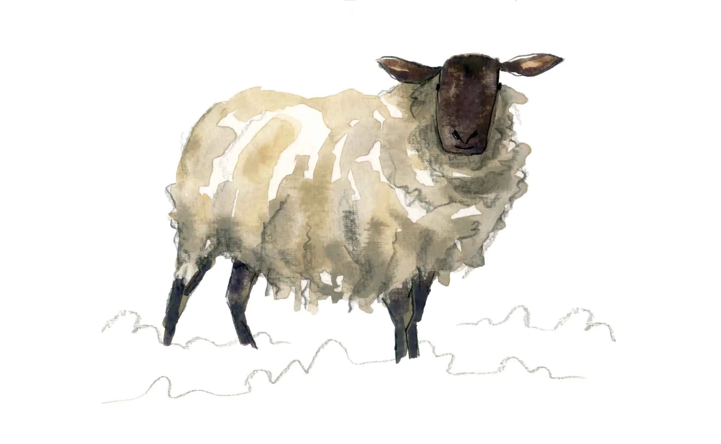 sheep (online).jpg