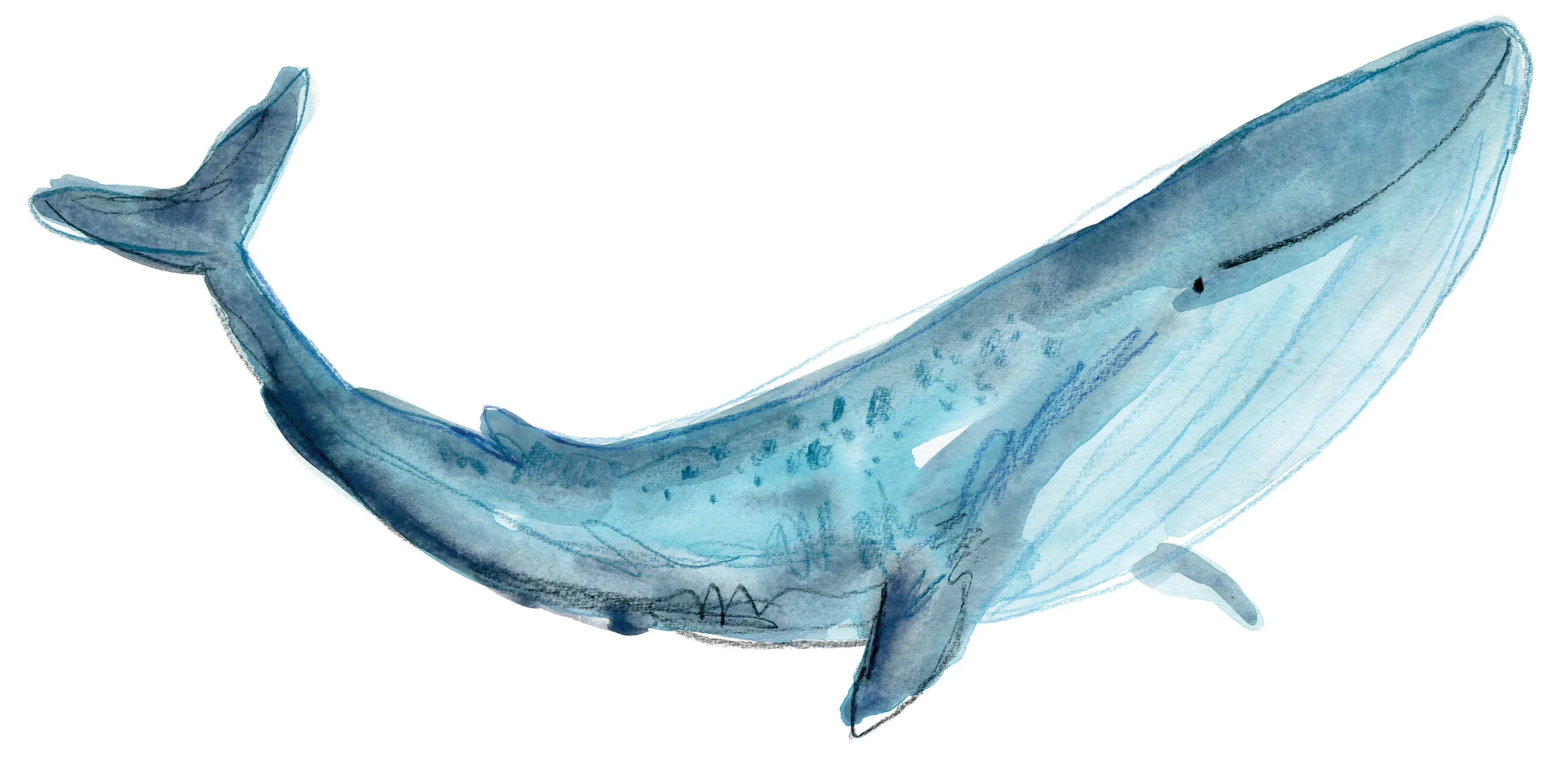 Whale Shop.jpg