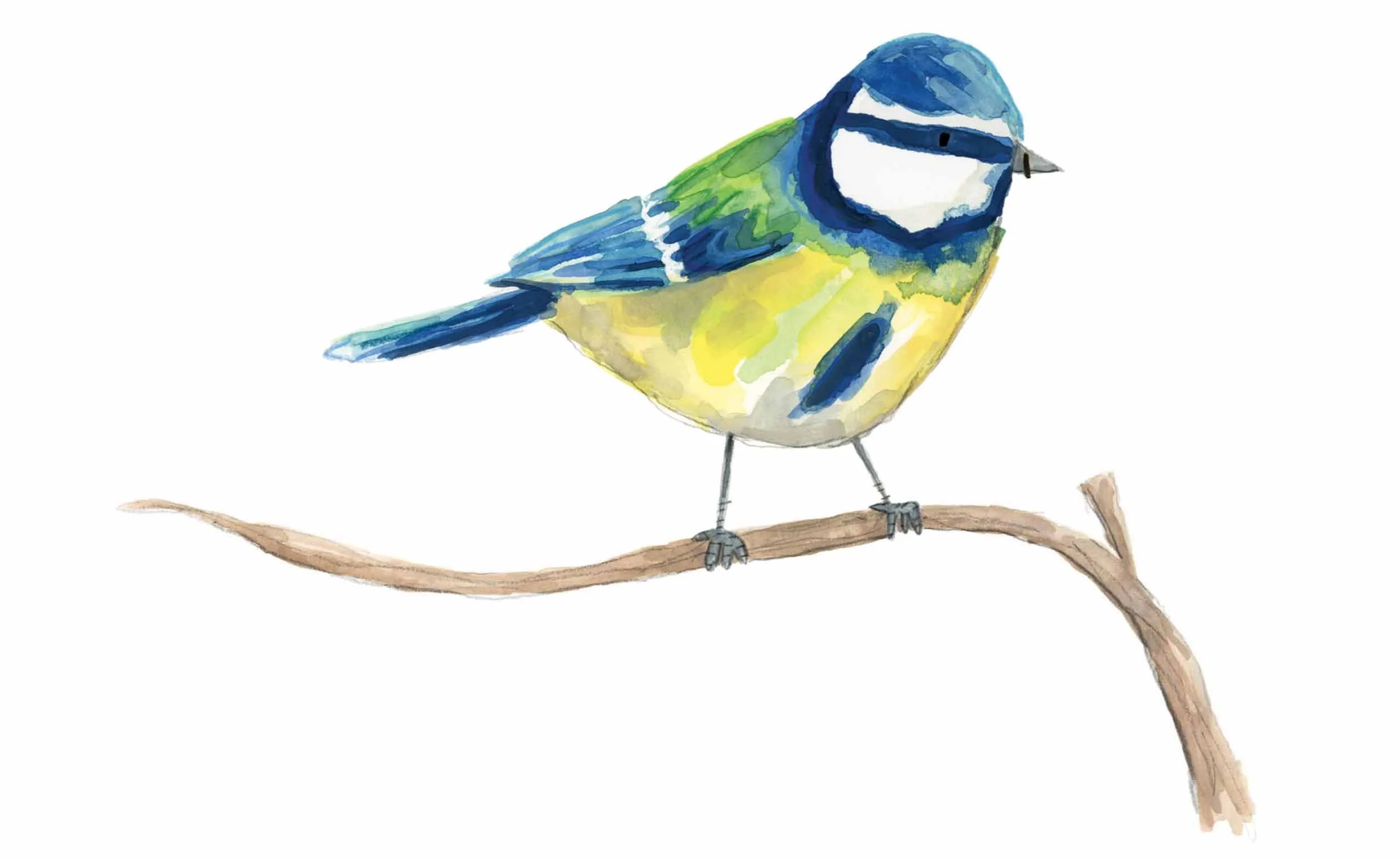 Blue tit online.jpg