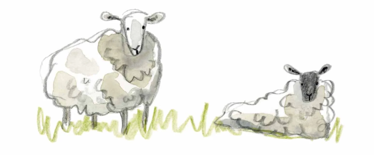 sheep website.jpg