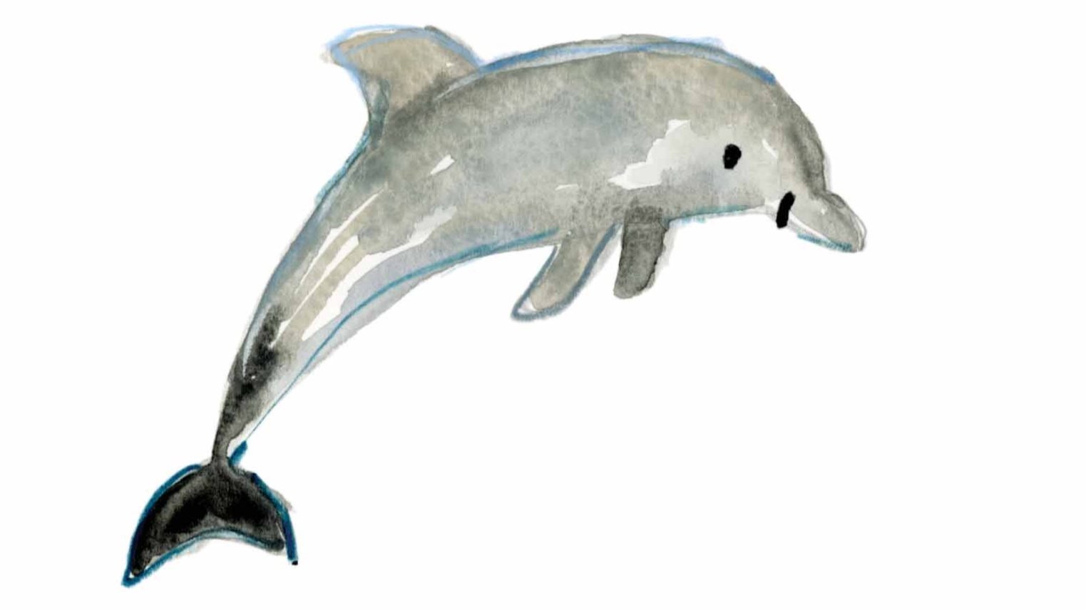 Dolphin+1+instagram.jpg