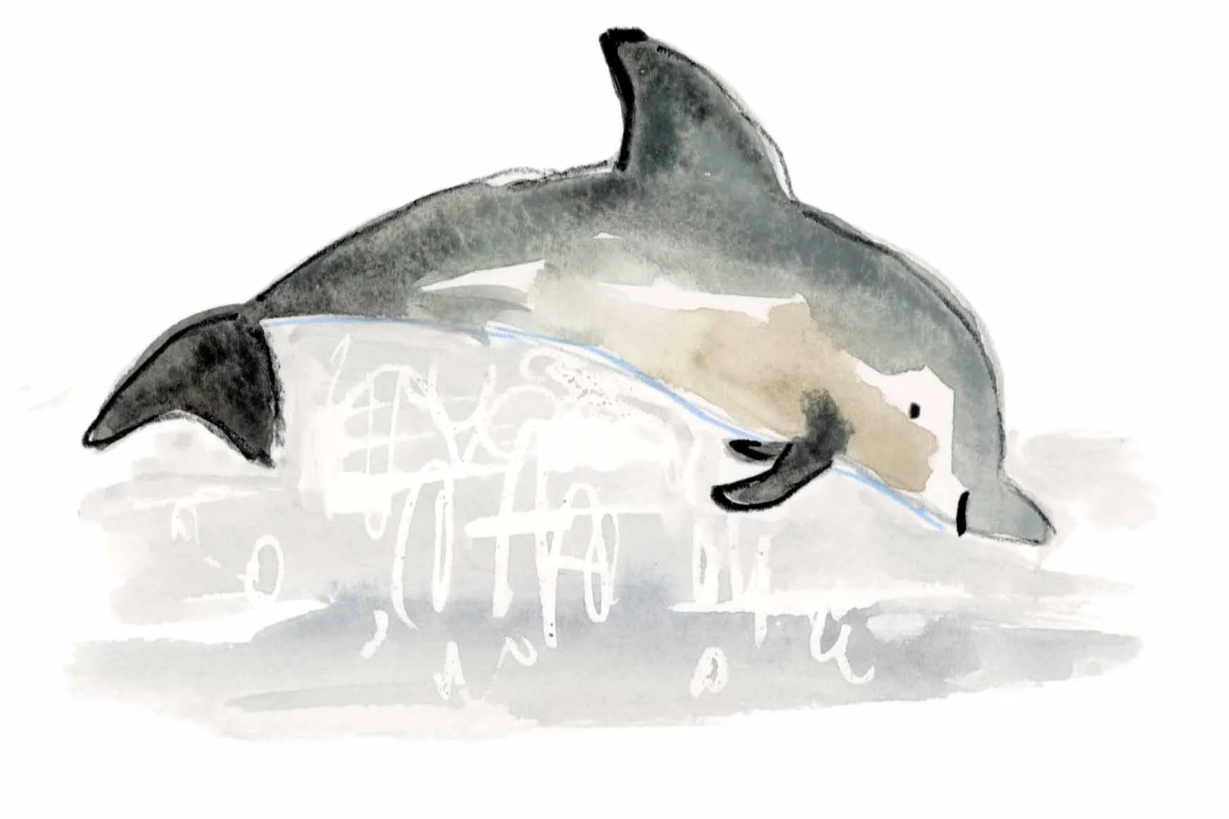 Dolphin+2+shop+instagram.jpg