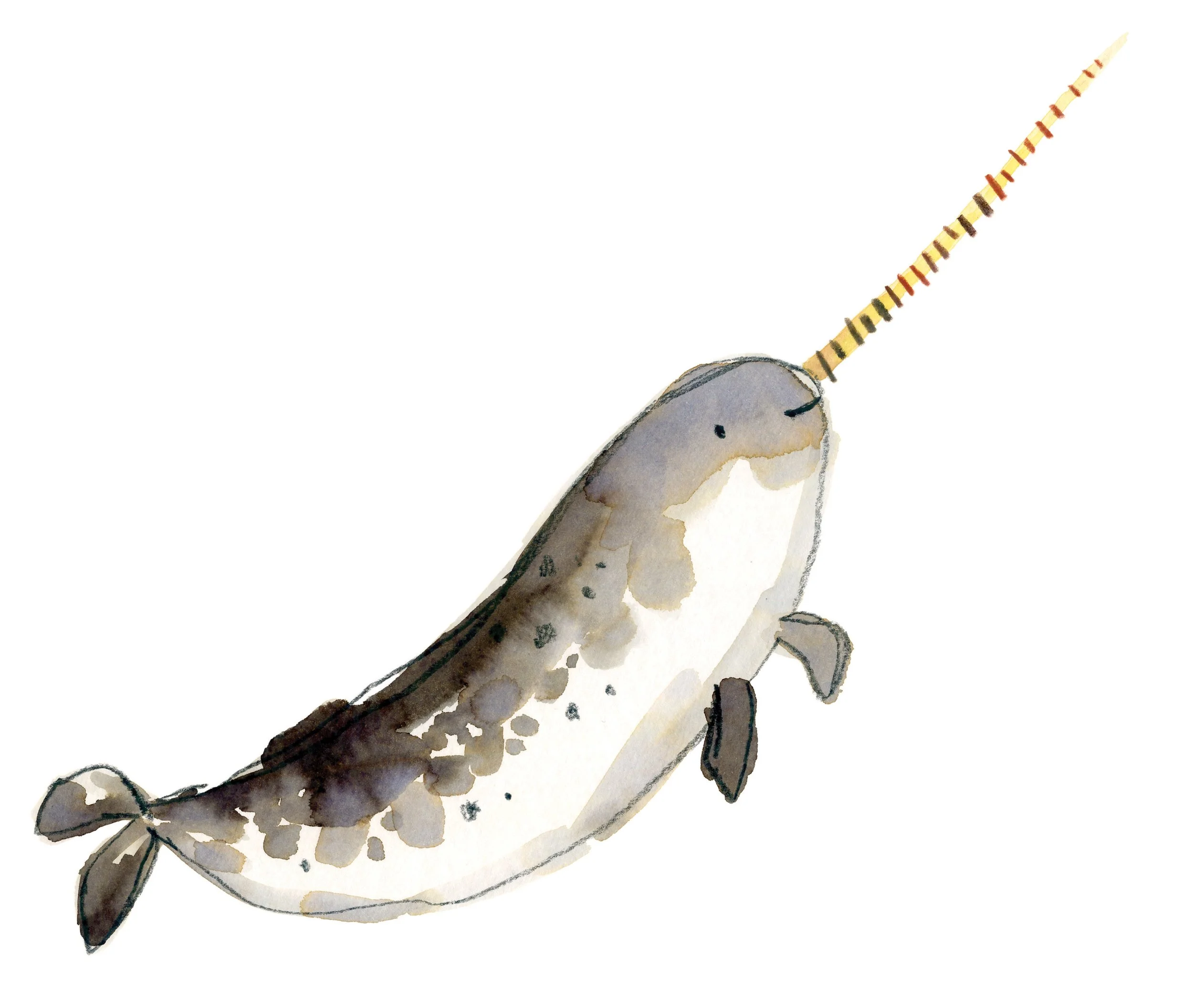 Plain Narwhal Online.jpg