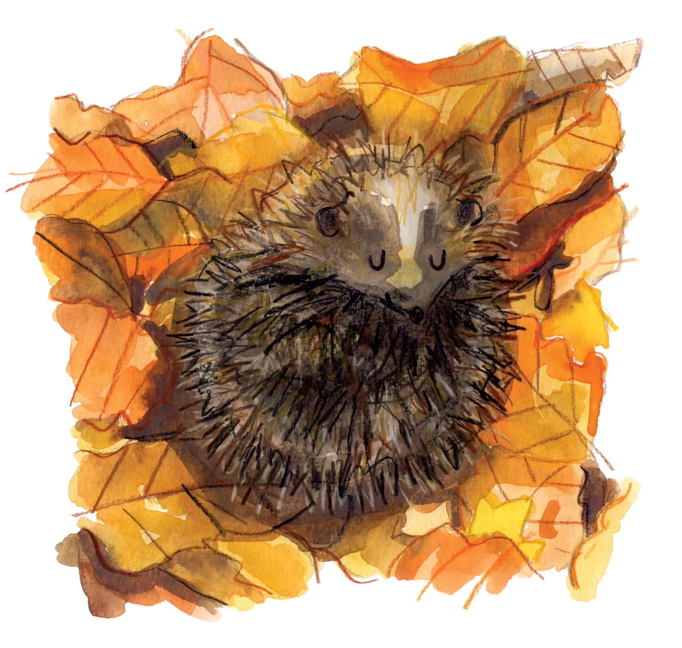 HEDGEHOG updated online.jpg