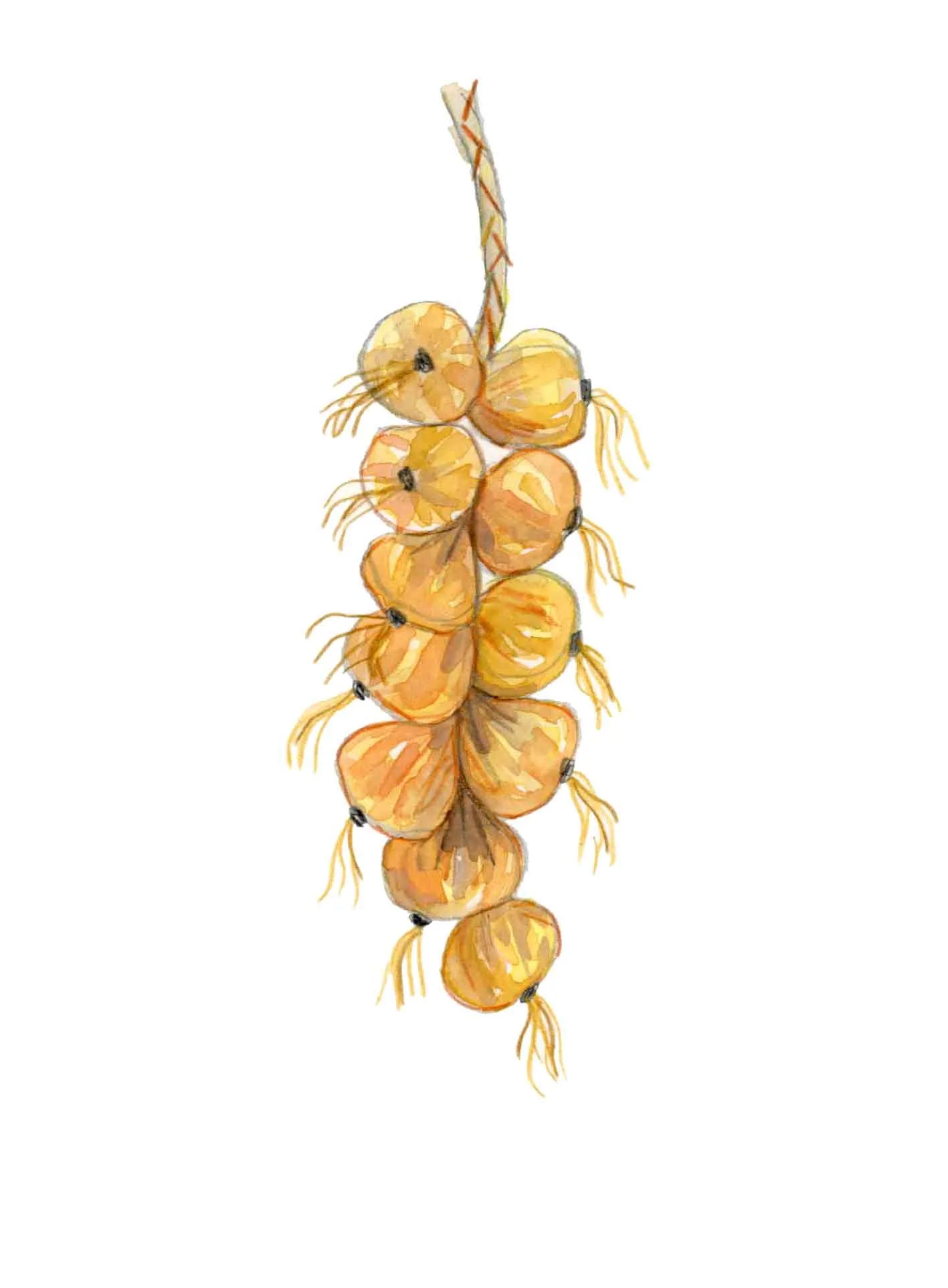 Onions website.jpg