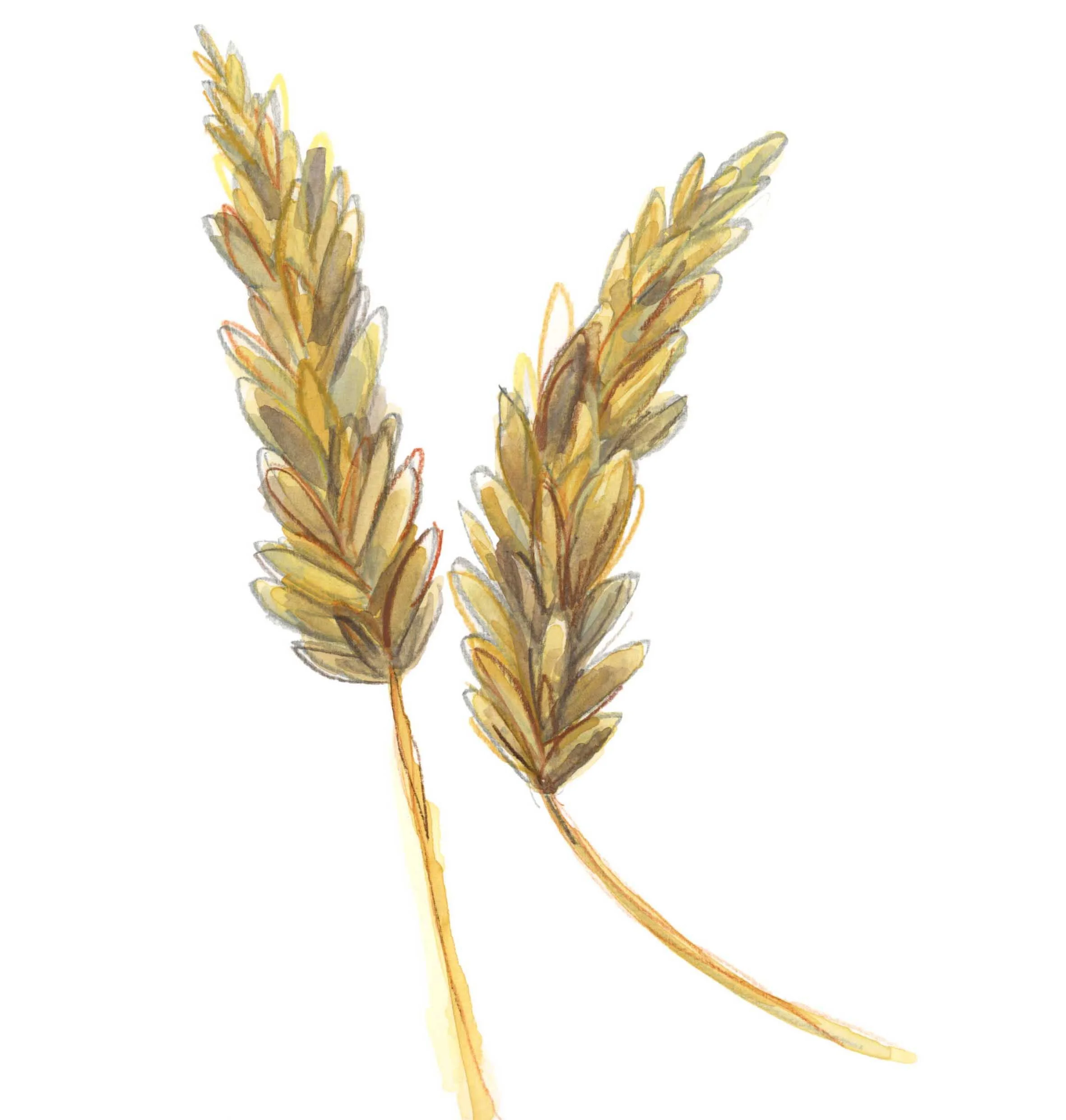 Wheat artwork website.jpg