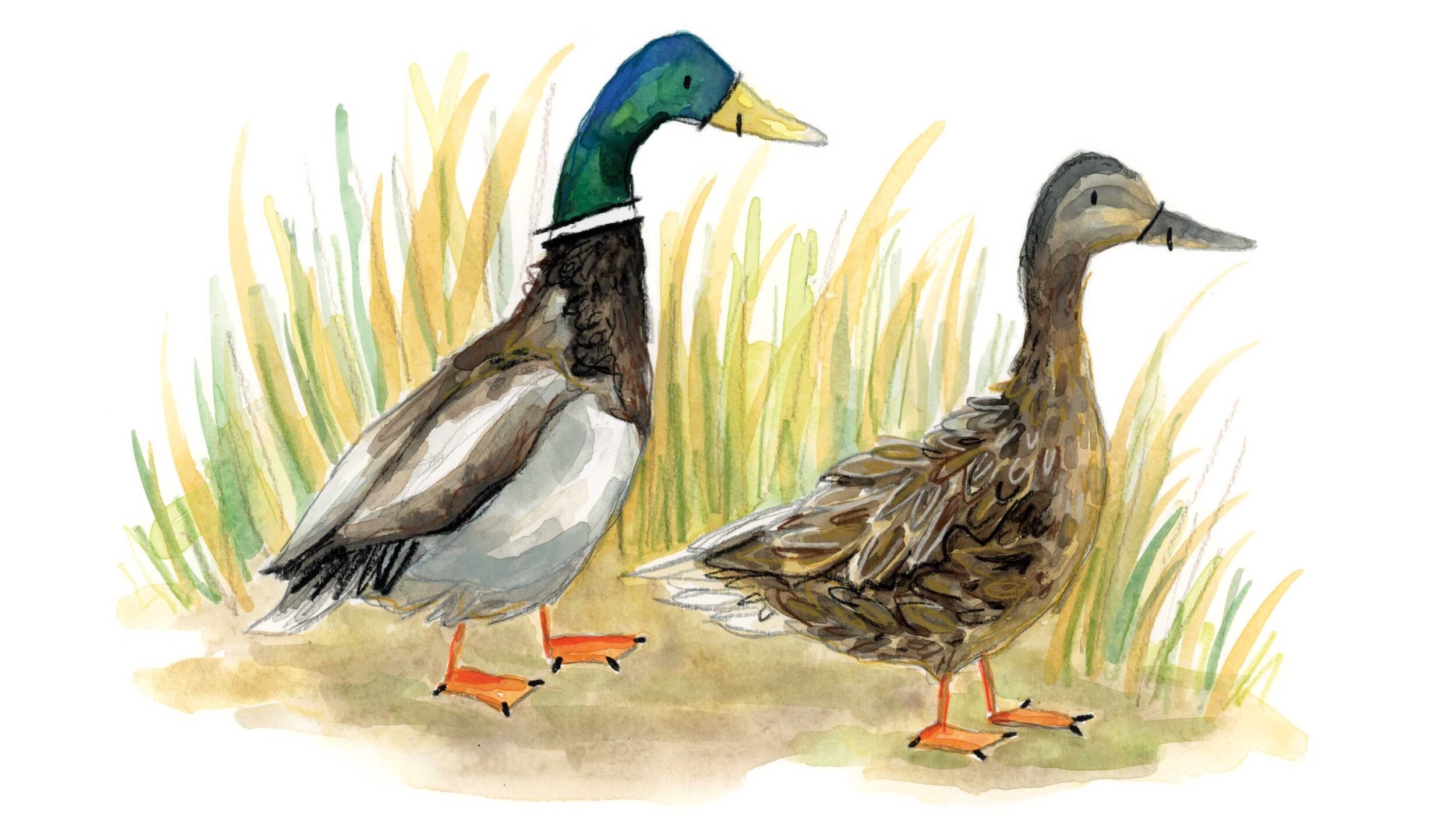 Two+Mallards+online.jpg