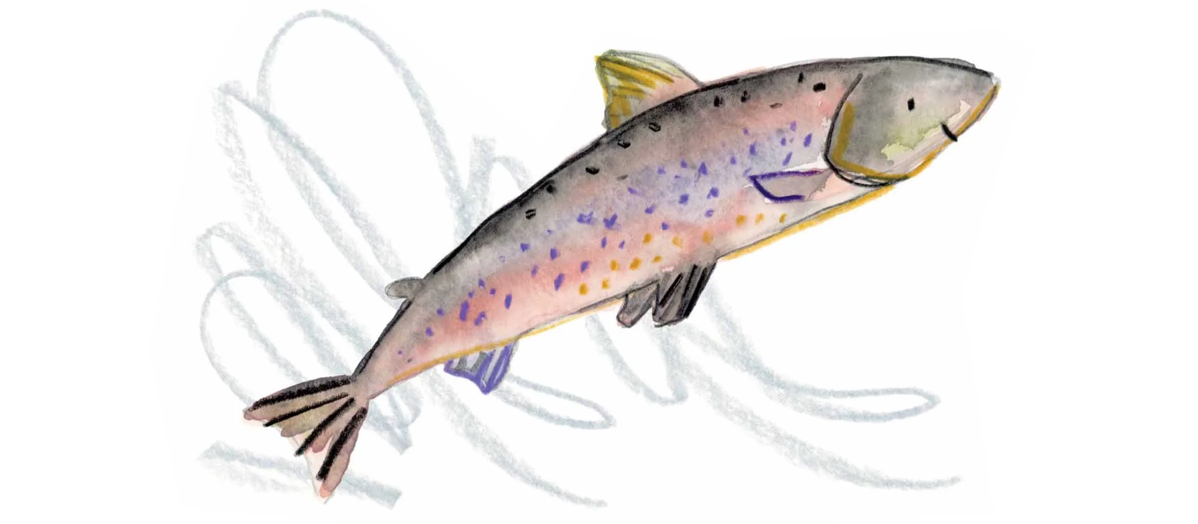 Salmon 1 website.jpg