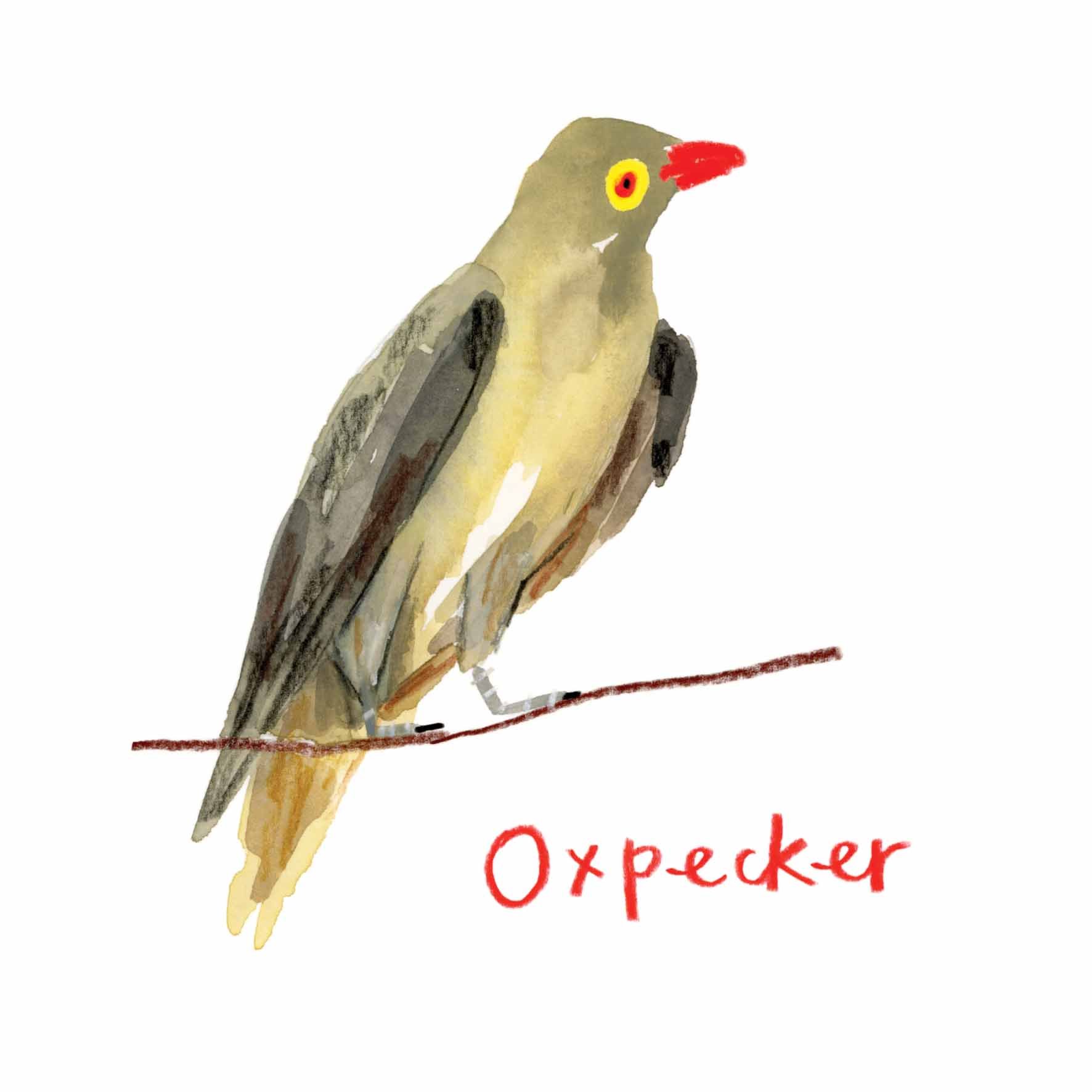 Oxpecker insta.jpg