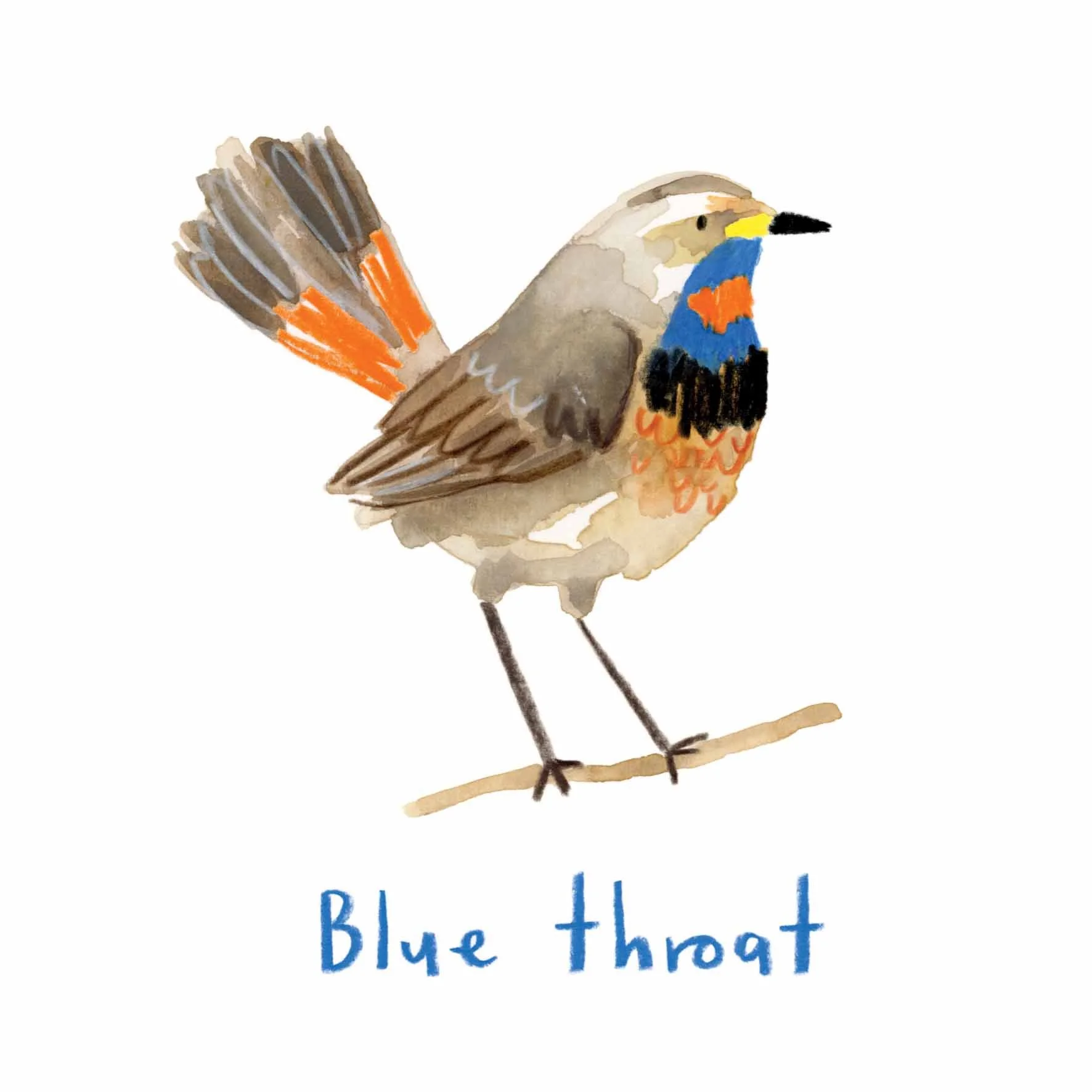 Blue throat instagram.jpg