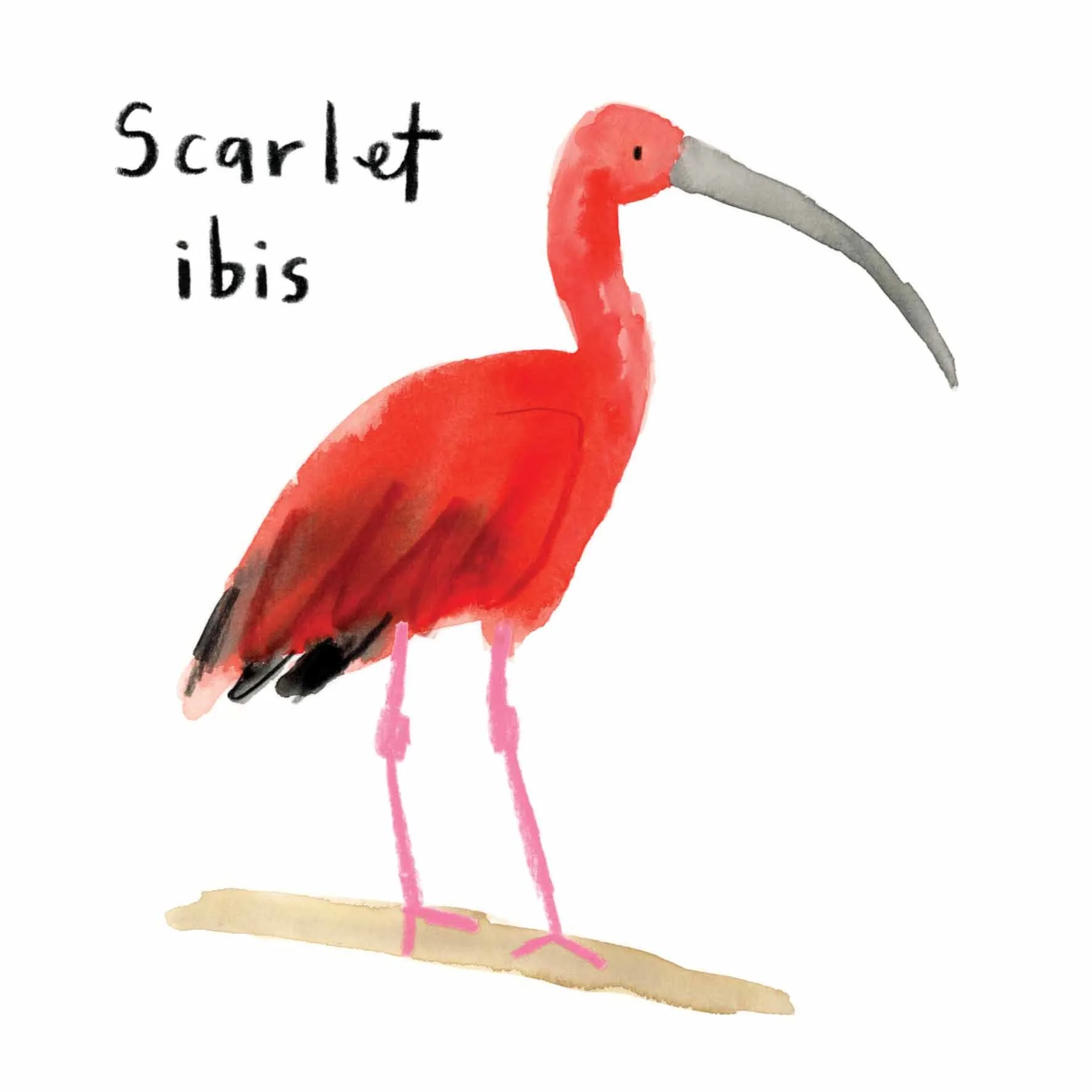 Scarley Ibis instgaram.jpg