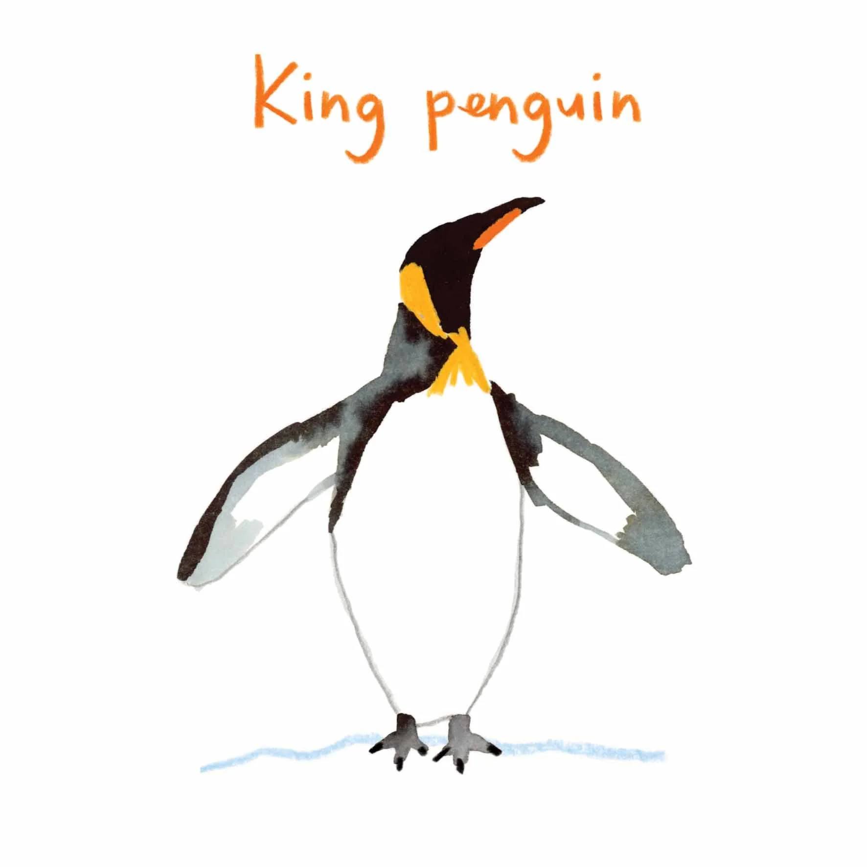 King Penguin instagram.jpg
