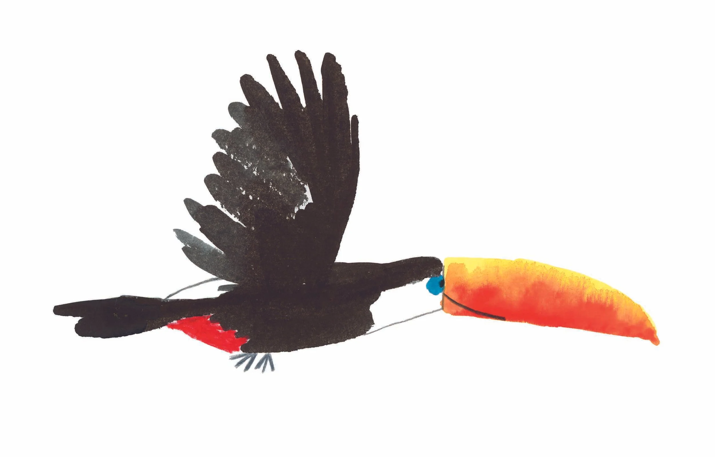 Toucan 1 online.jpg