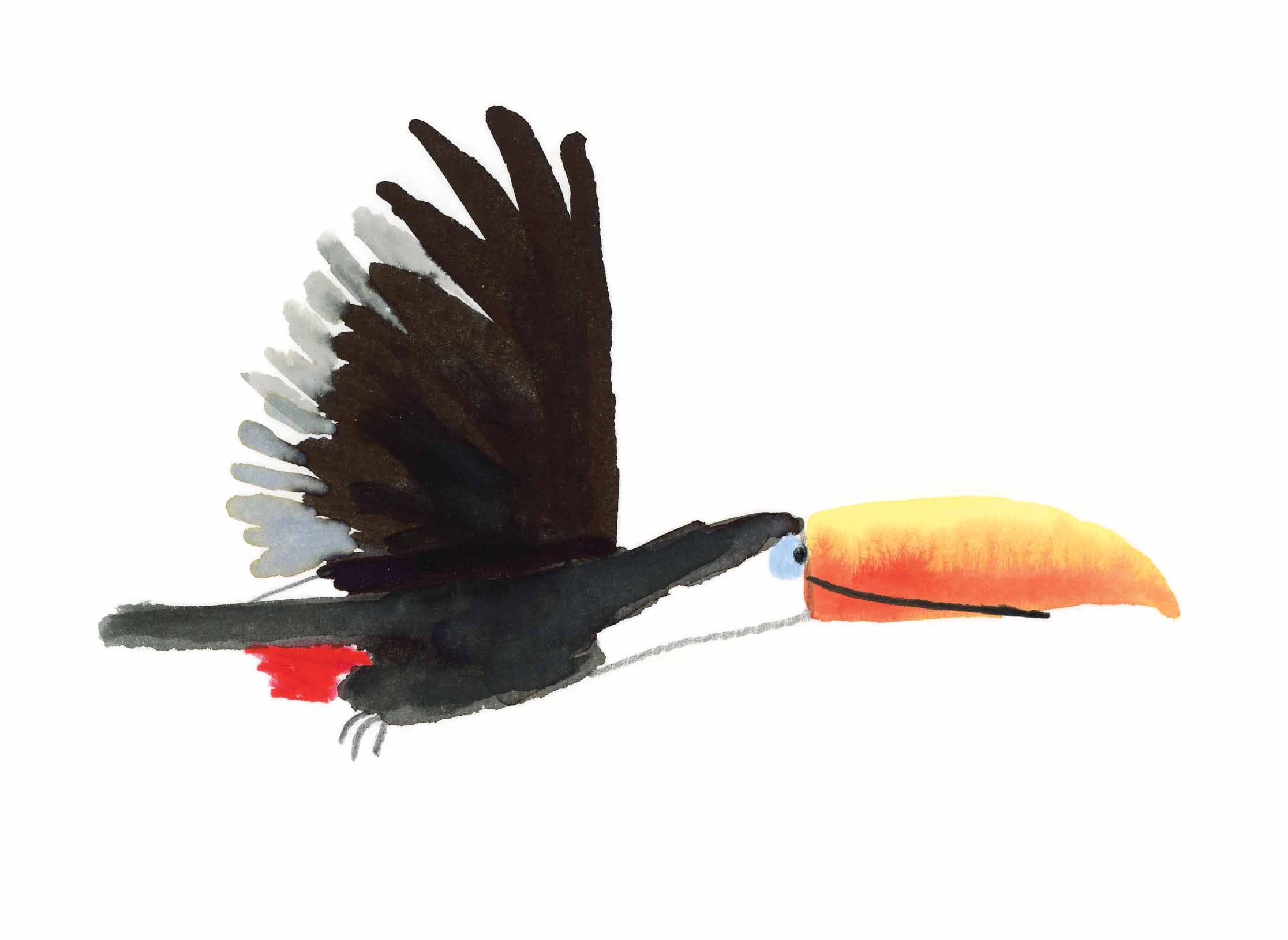 Toucan 2 online.jpg
