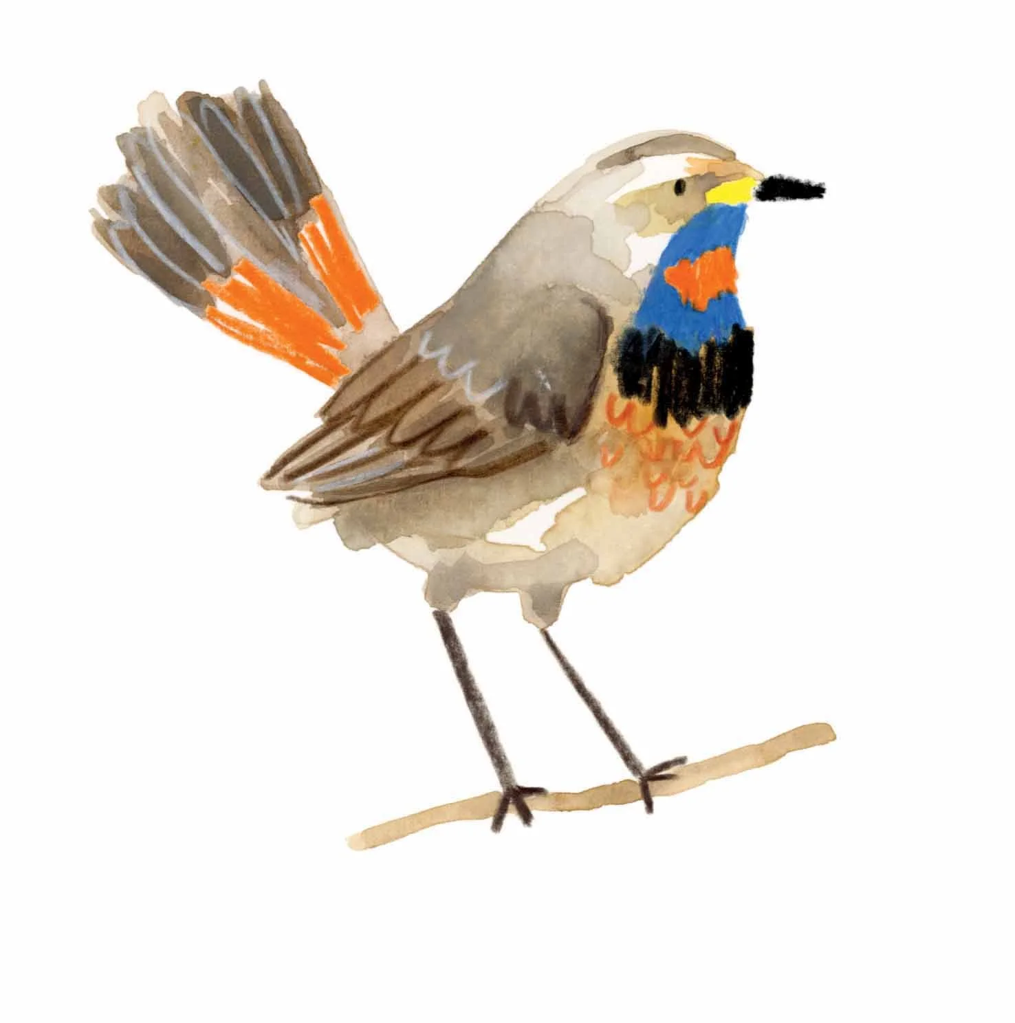 blue throat online copy.jpg