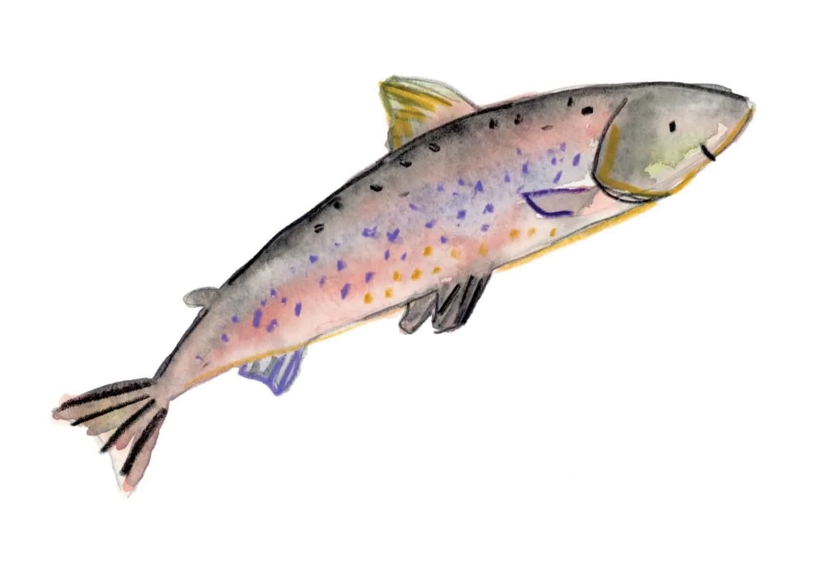 Salmon 3 online.jpg