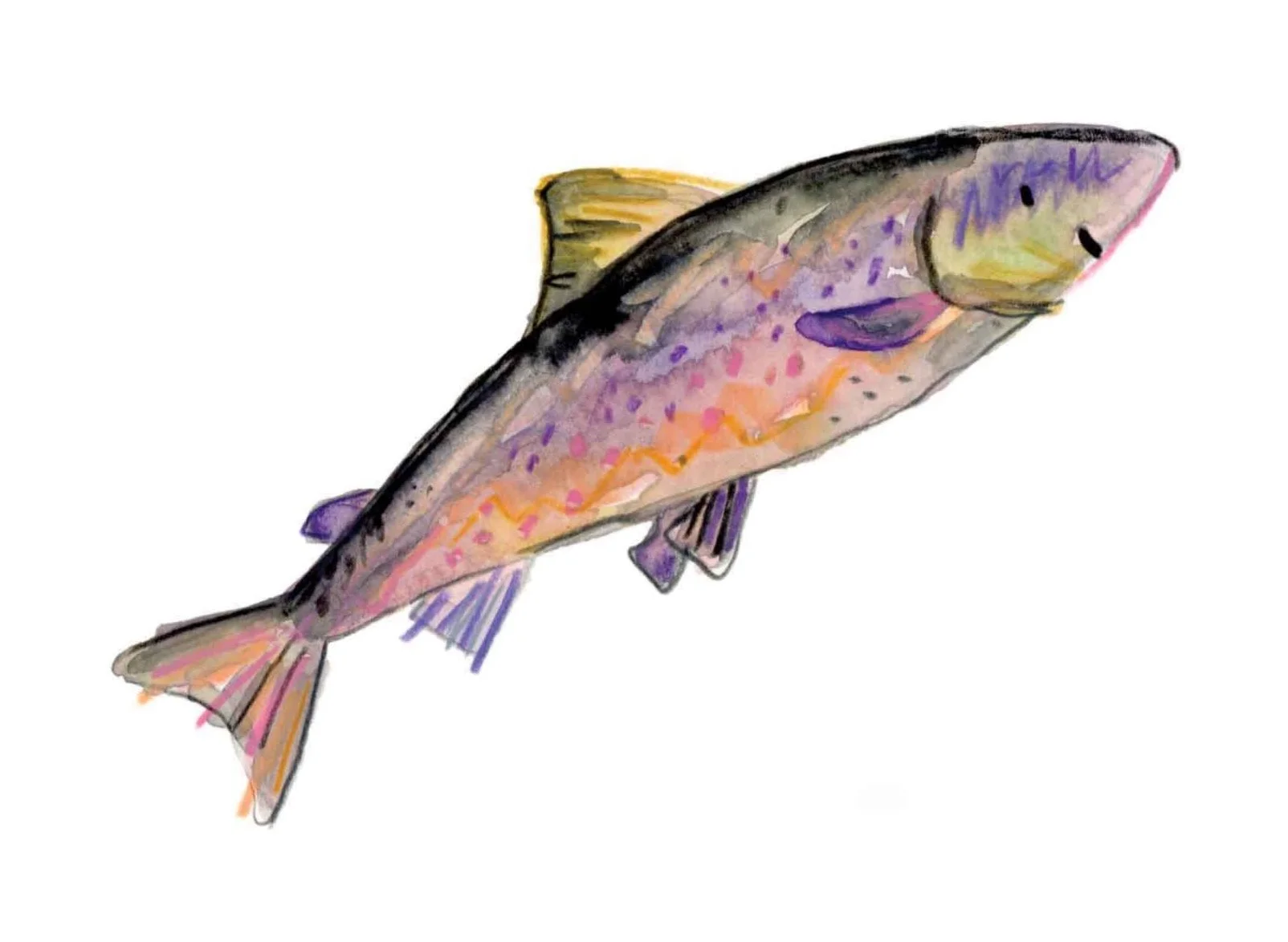 Salmon+4+online.jpg