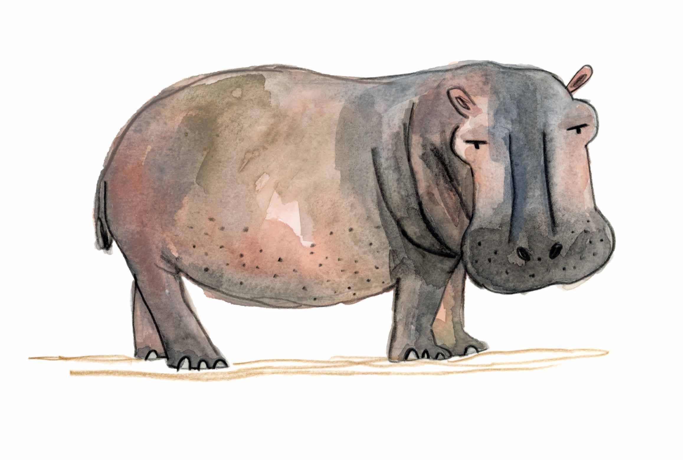 Hippo Original full file 1 online.jpg
