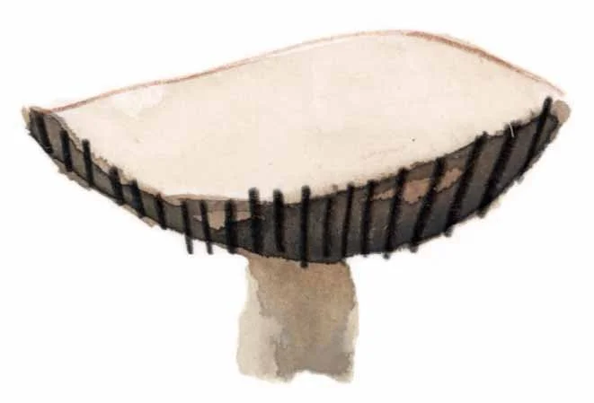 Little mushroom 5 online.jpg