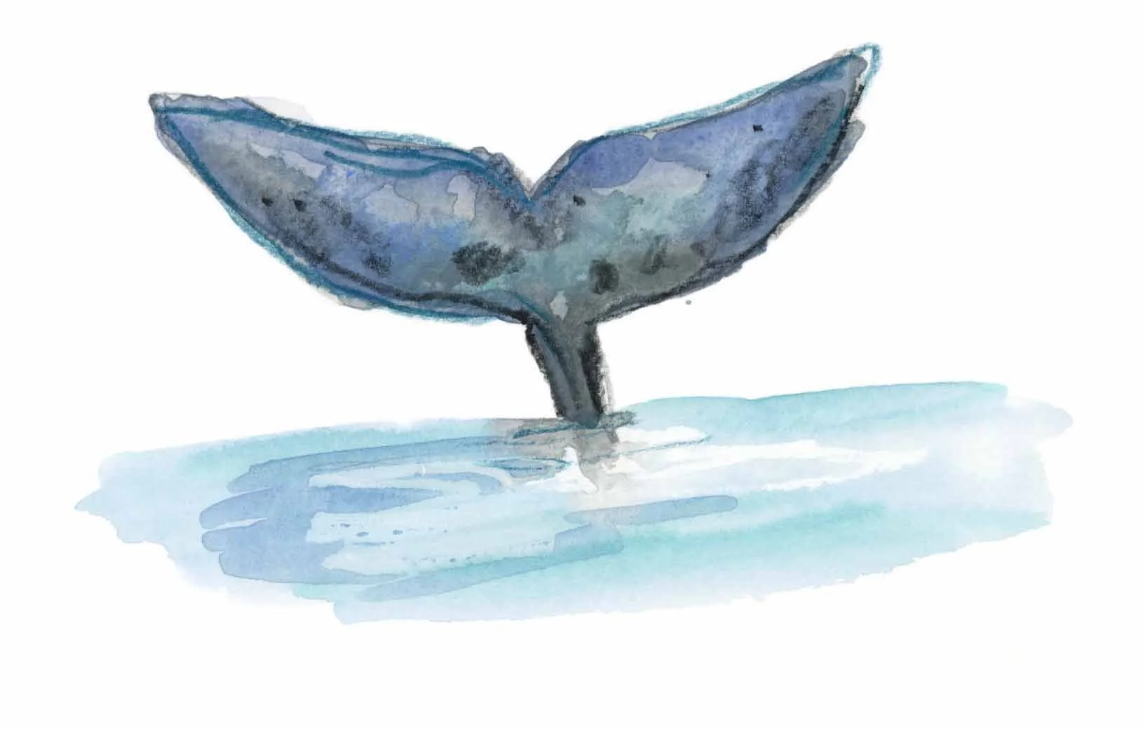 Whale tail online.jpg