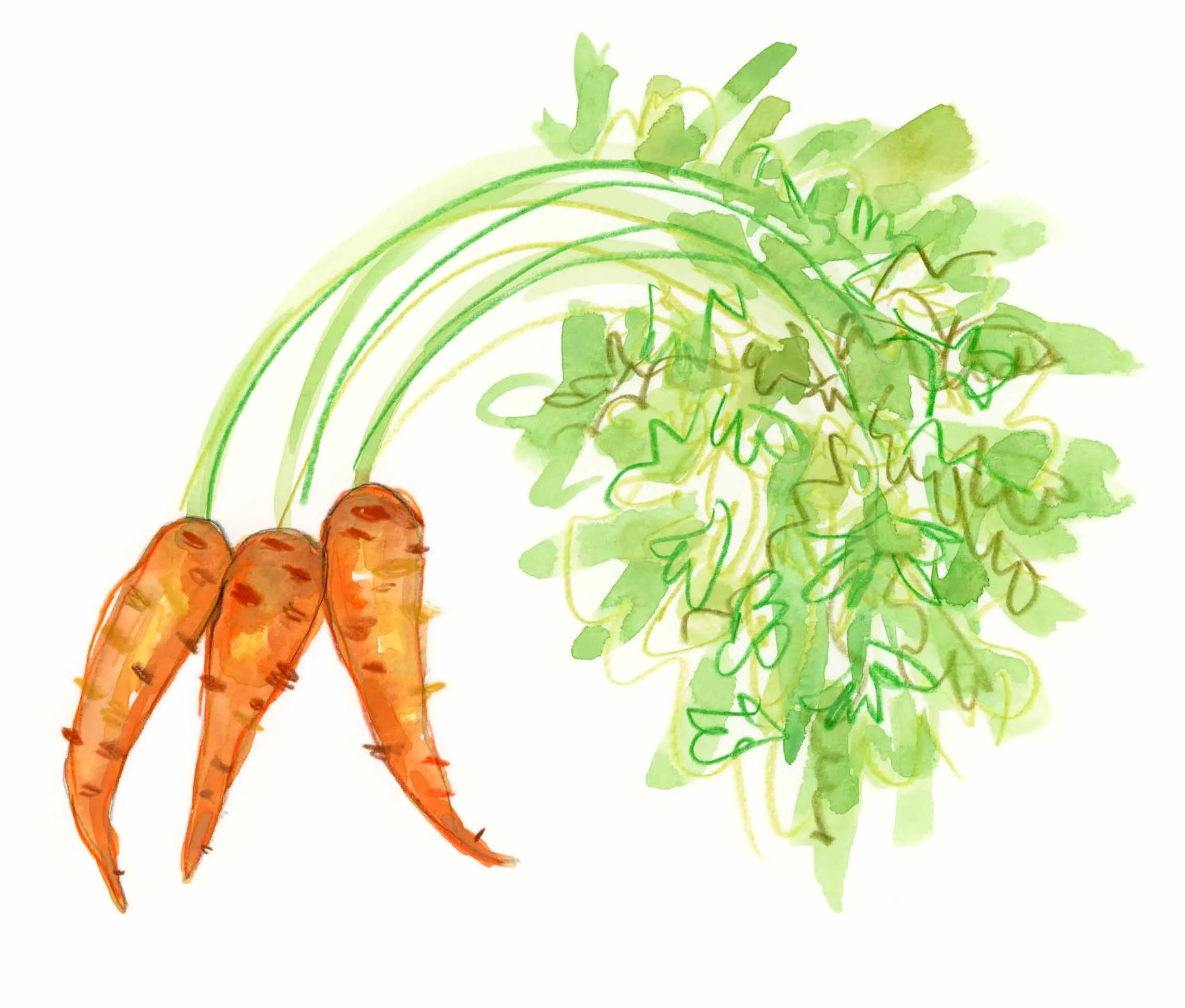 carrots-1.jpg