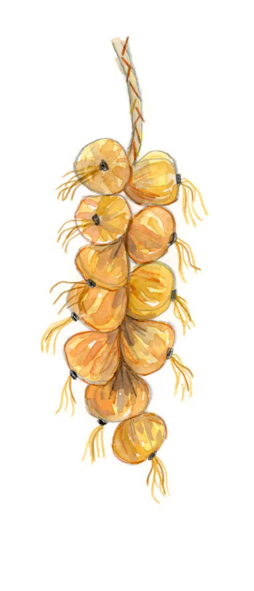 Onions.jpg