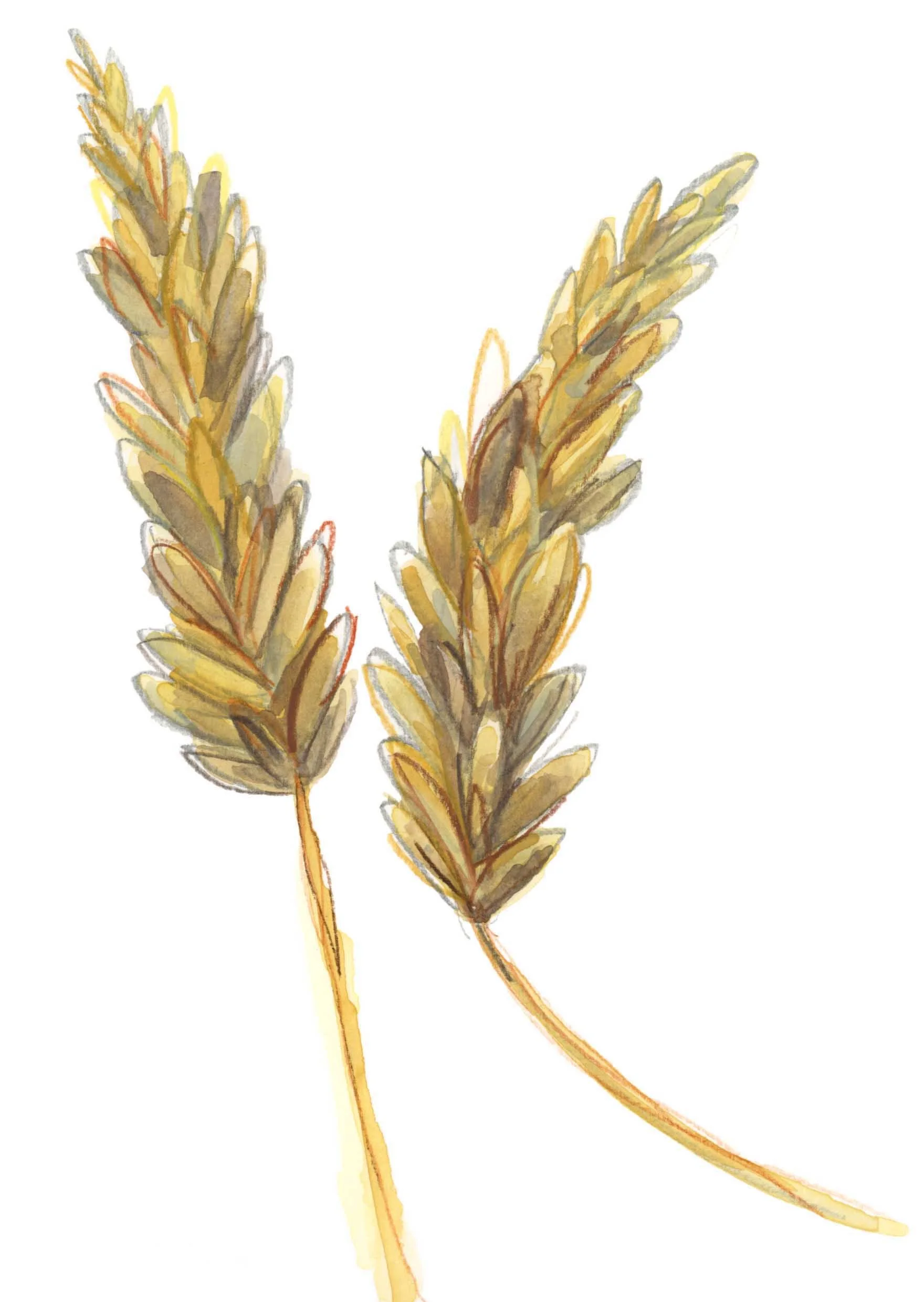 Wheat artwork (online).jpg