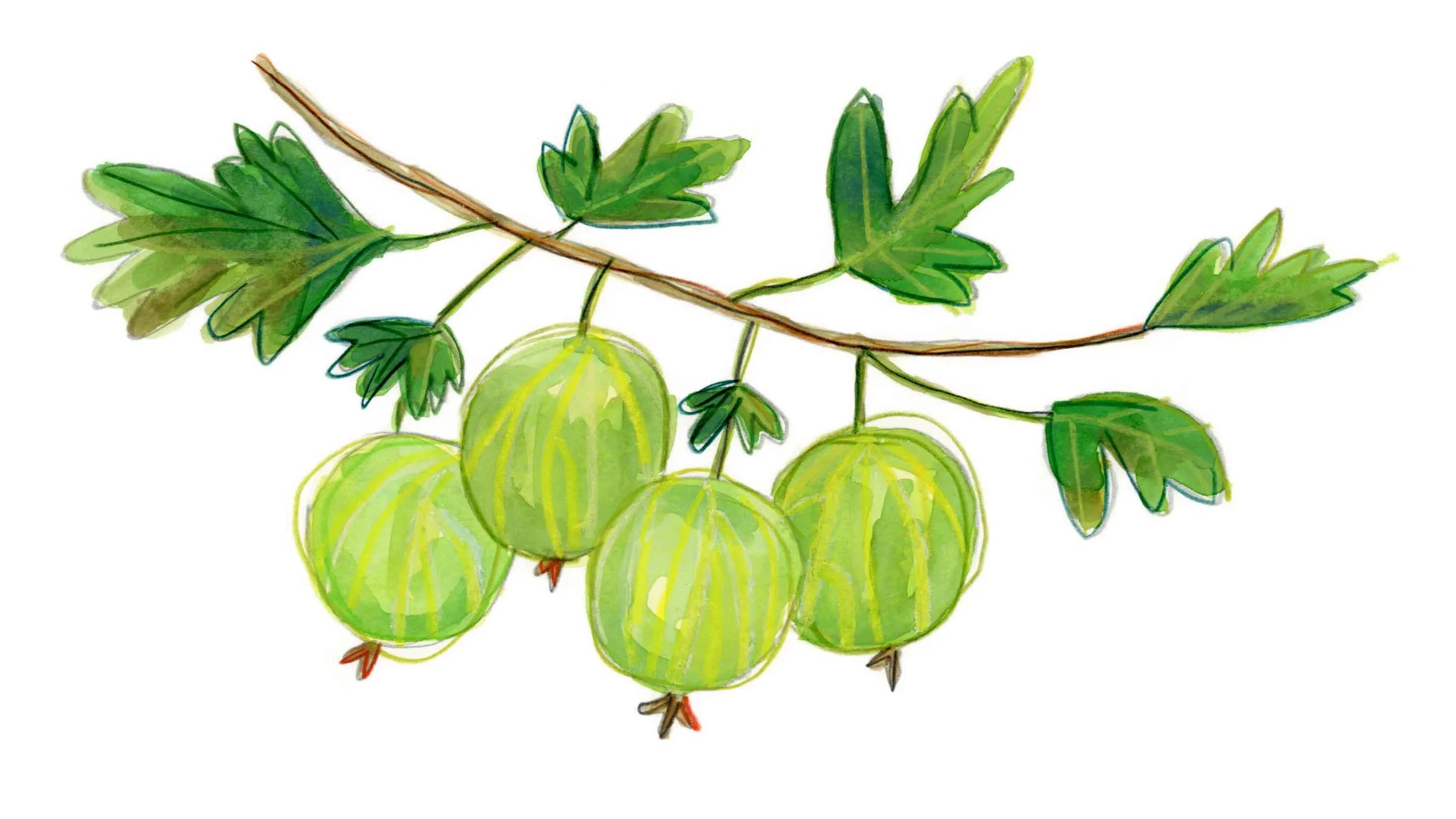gooseberries 2.jpg