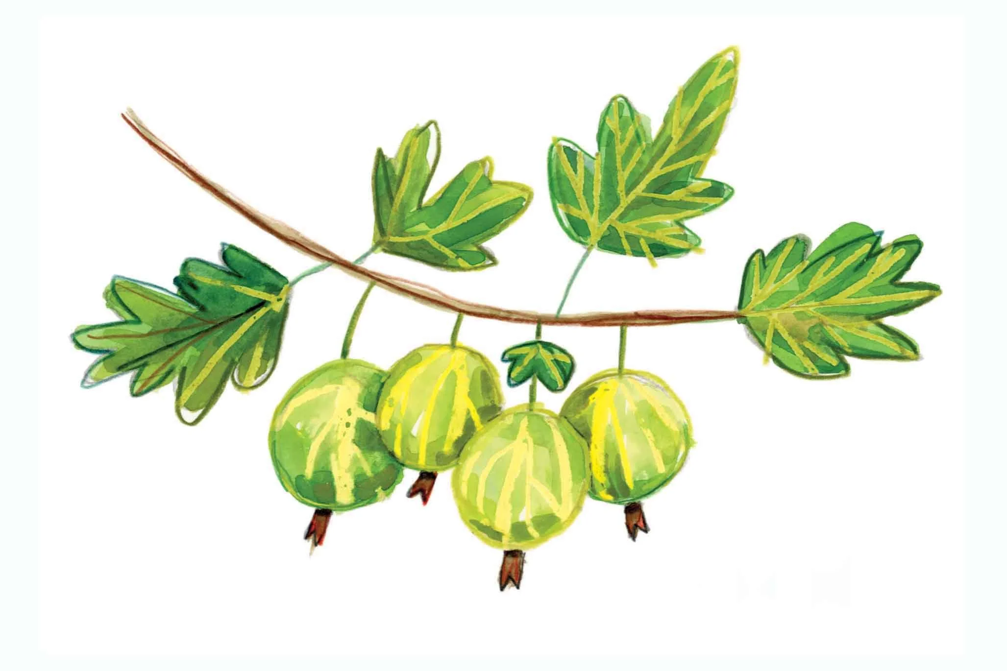 Gooseberries-1 shop.jpg