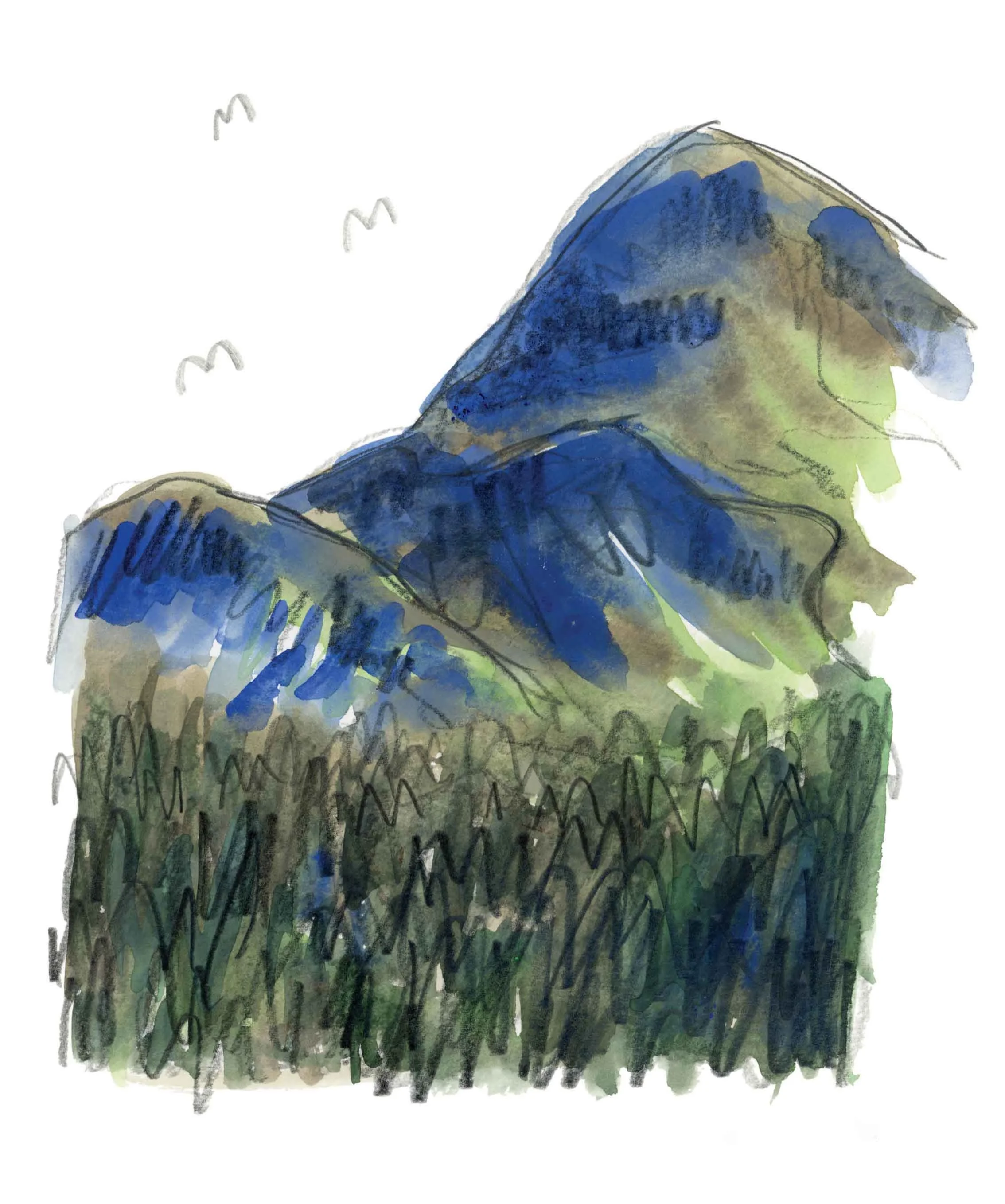 Donard Forest 1.jpg