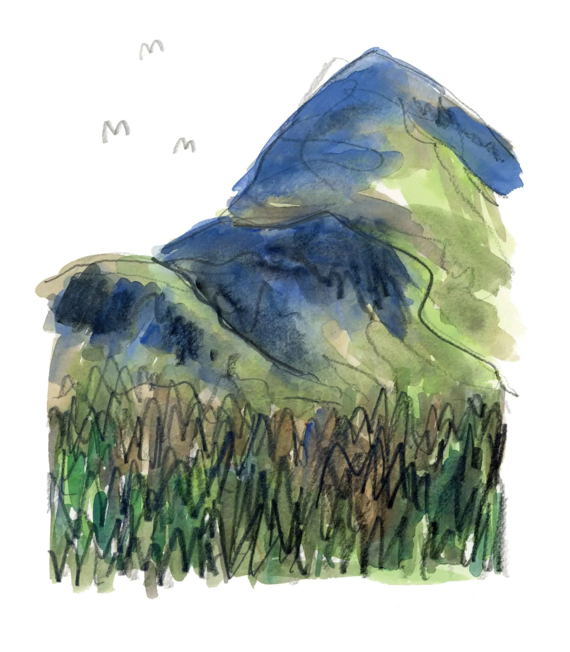 Donard Forest 2.jpg